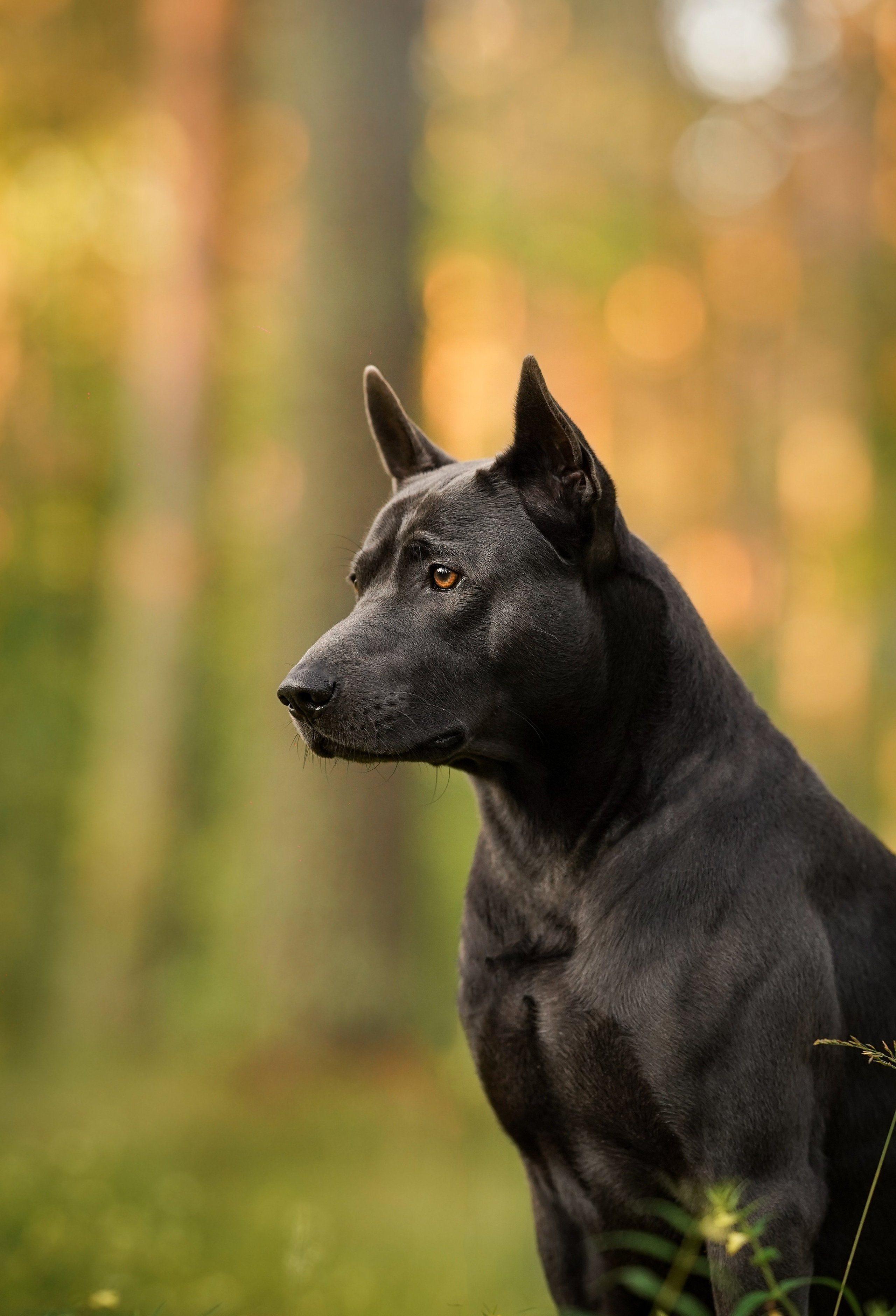 Вероника и Адам. Фотограф-анималист в Санкт-Петербурге Яна Мартынова