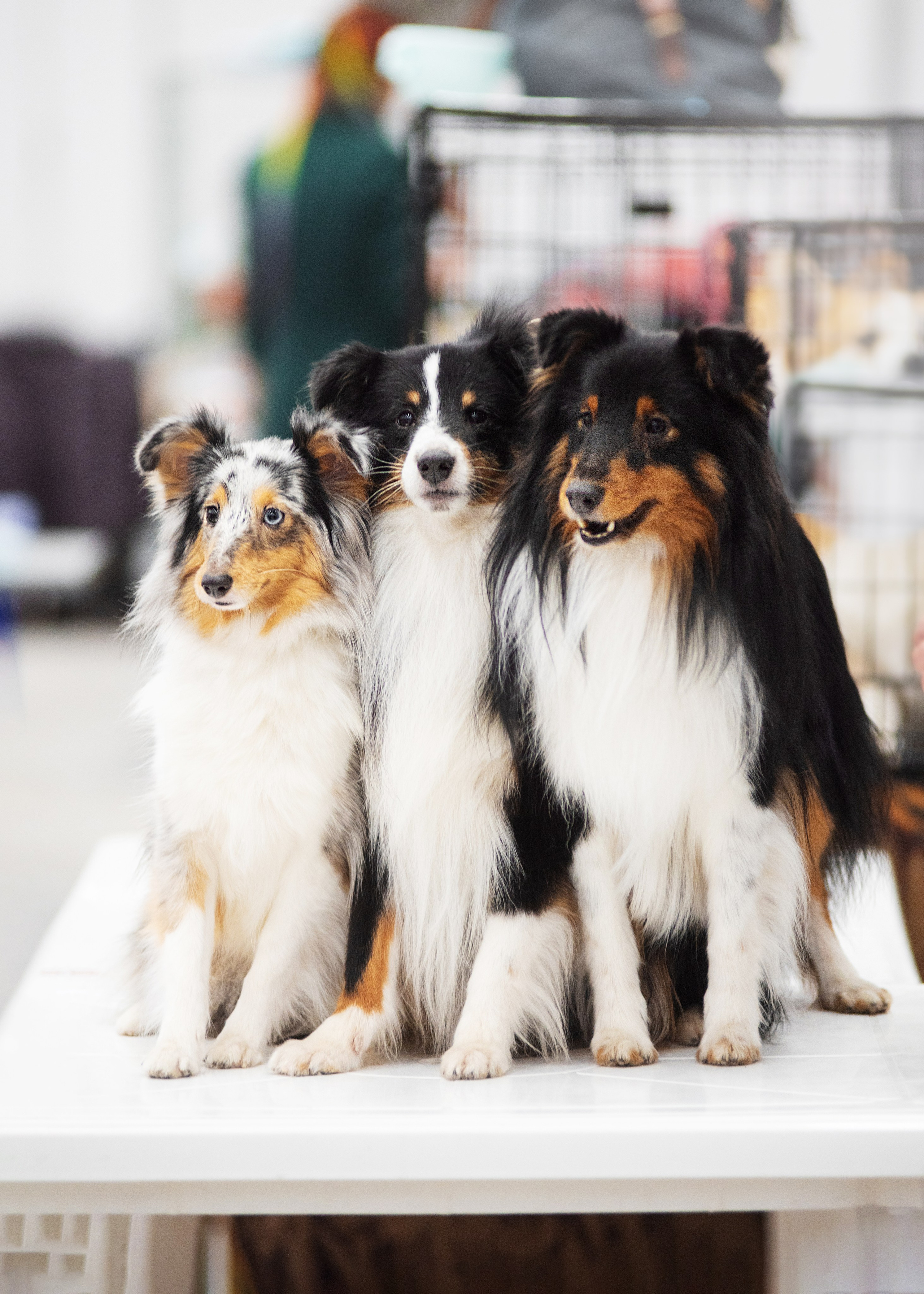 Выставка собак тюмень 14.01.2023. Дог-фотограф в Тюмени Александра Королева