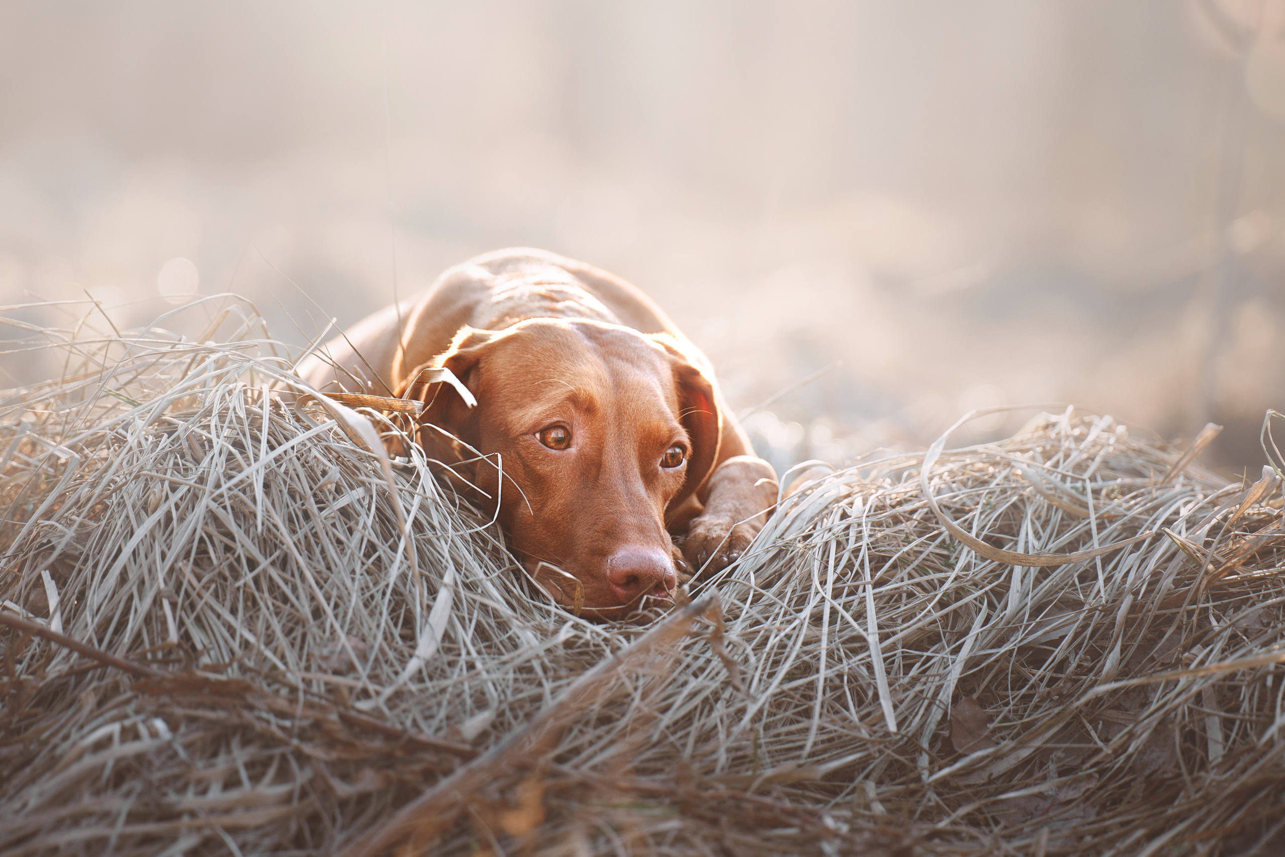 Трисс. Фотограф анималист Осипчикова Мария