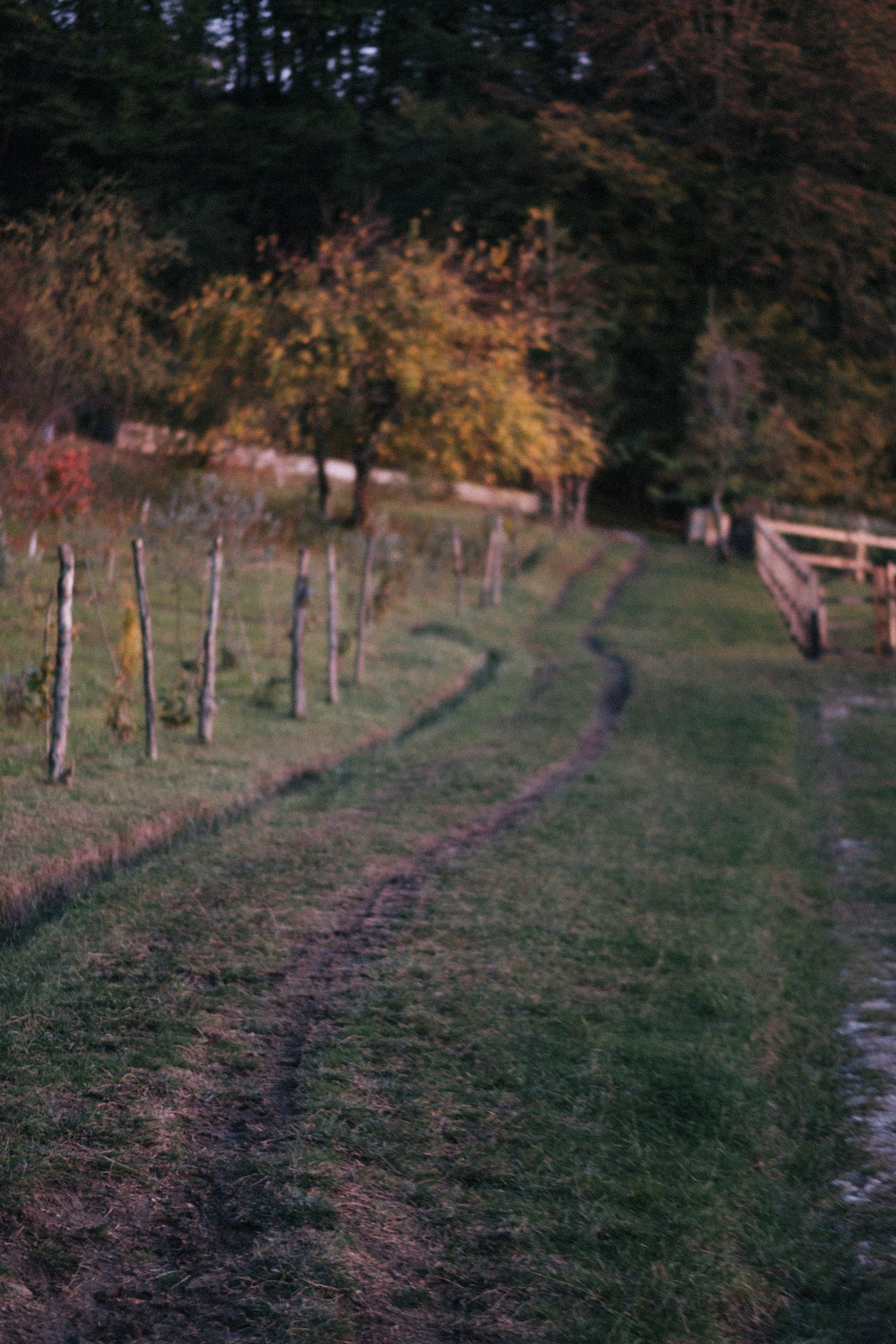Экзархо. Свадебный Видеограф Фотограф в Сочи