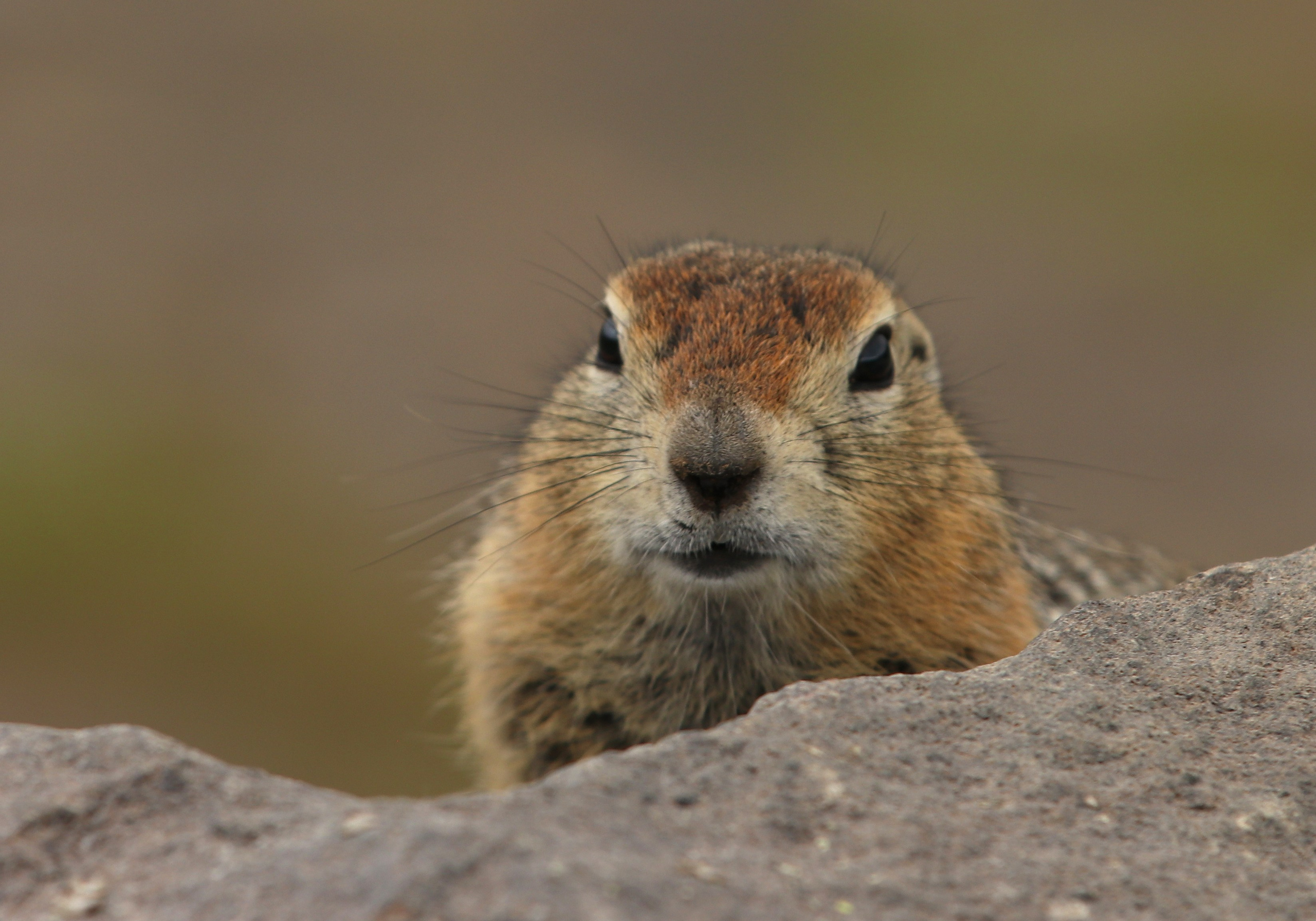 Камчатка и о. Парамушир. Июль 2024. Путешественник-фотограф из Санкт-Петербурга Татьяна Свистулина