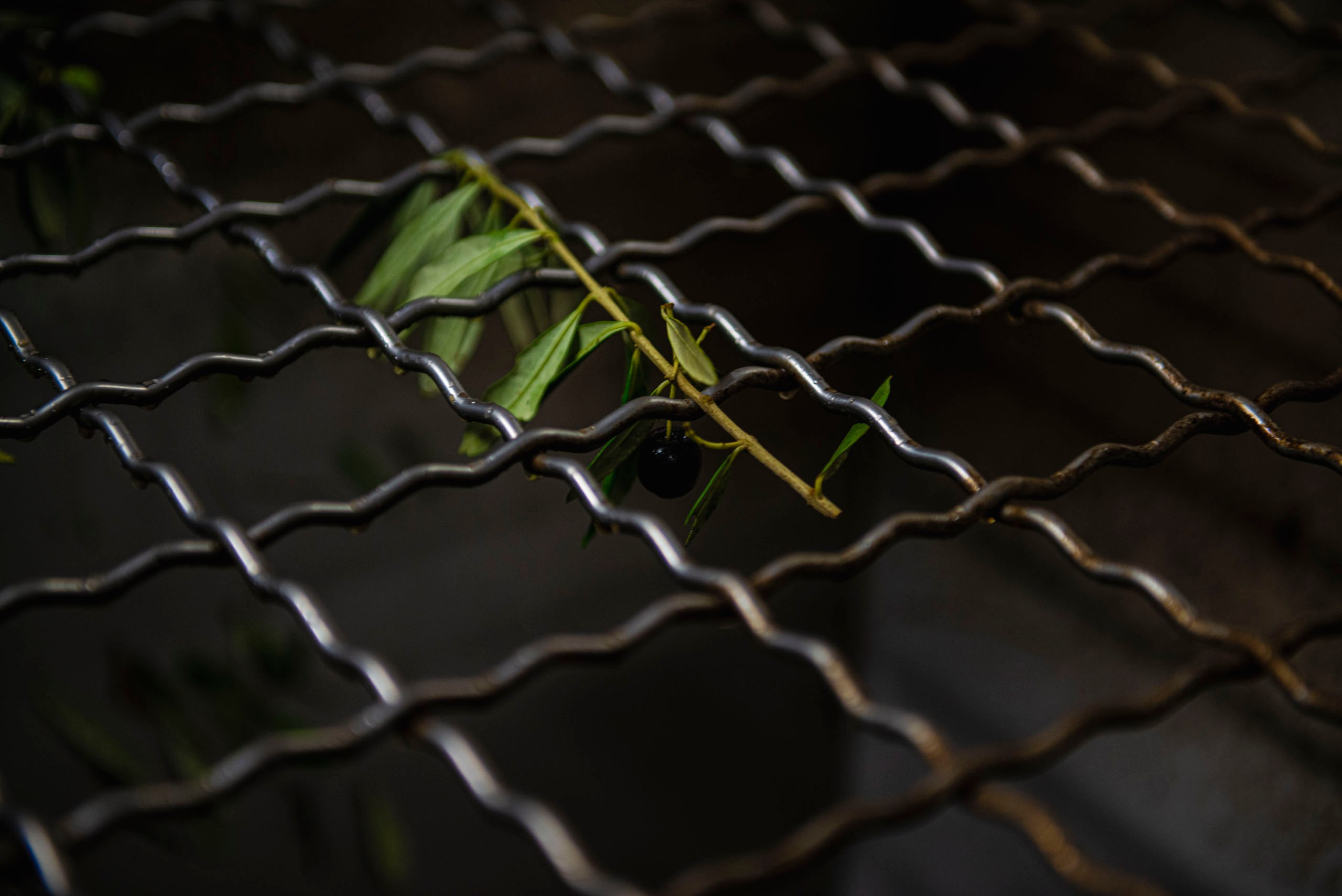 Крупный план небольшой оливковой ветки с зелеными листьями и одной спелой черной оливкой, застрявшей на волнистой металлической решетке или сетке.