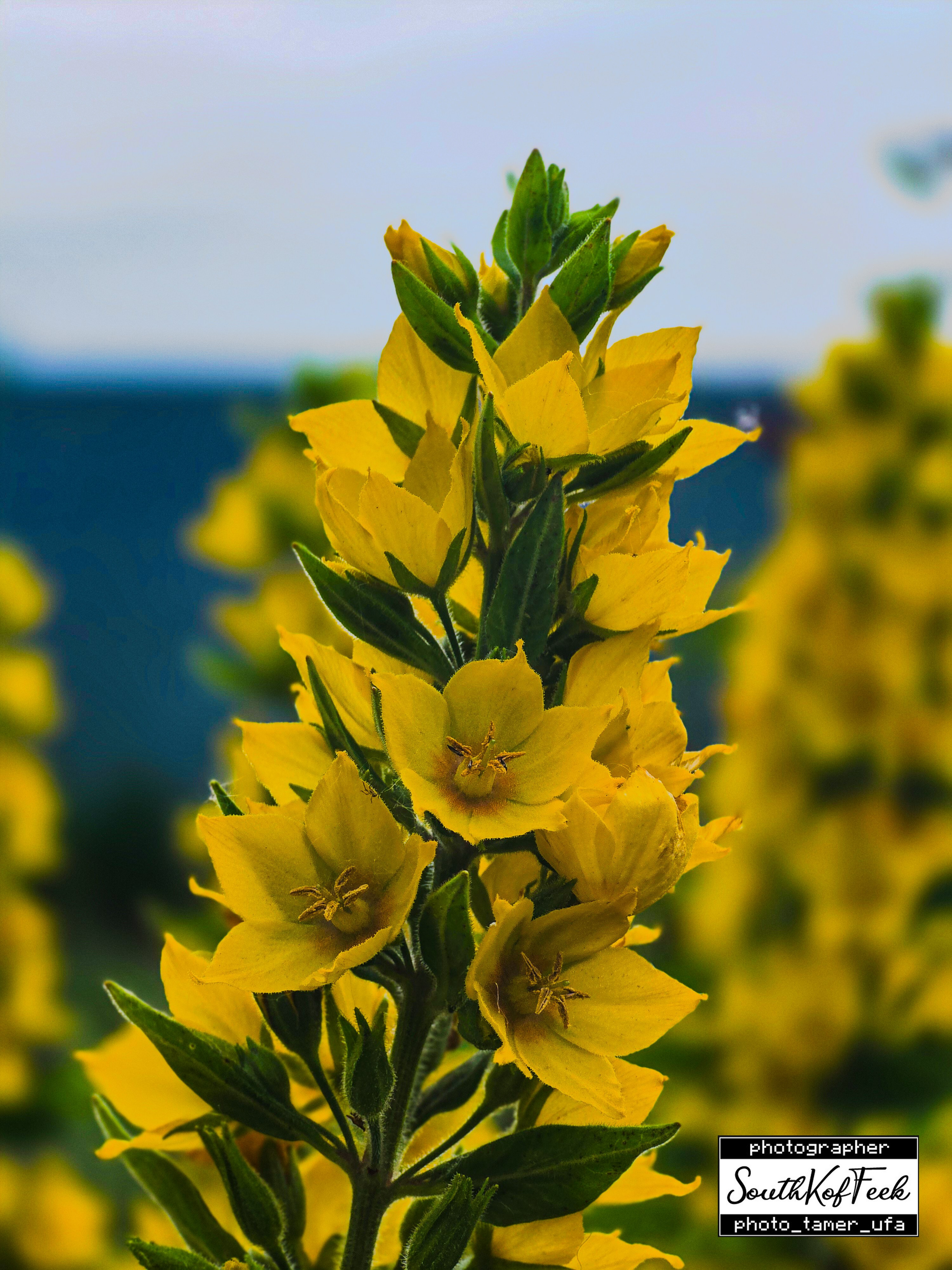 Цветы?. Photo Tamer Ufa