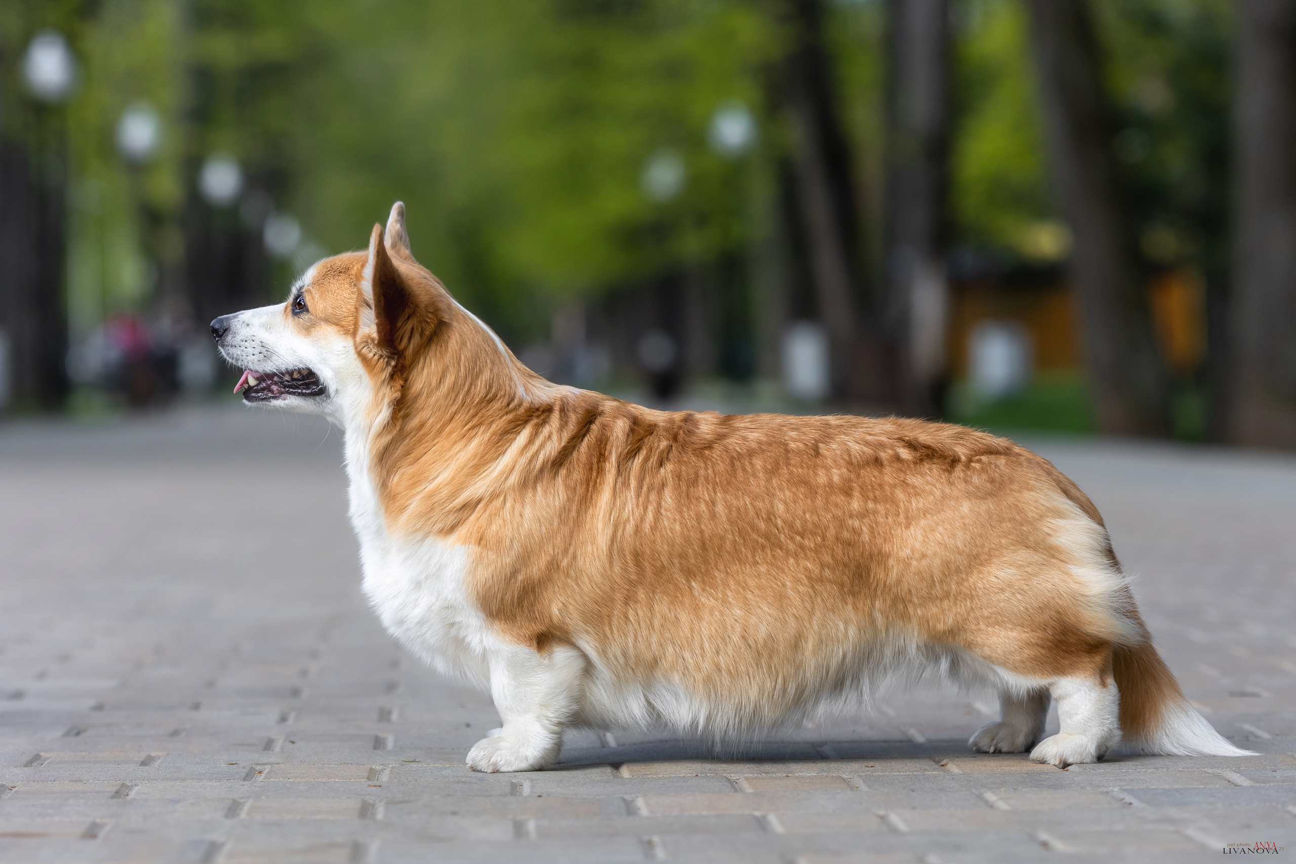 Коржи. Фотограф анималист Аня Ливанова | Рыбинск