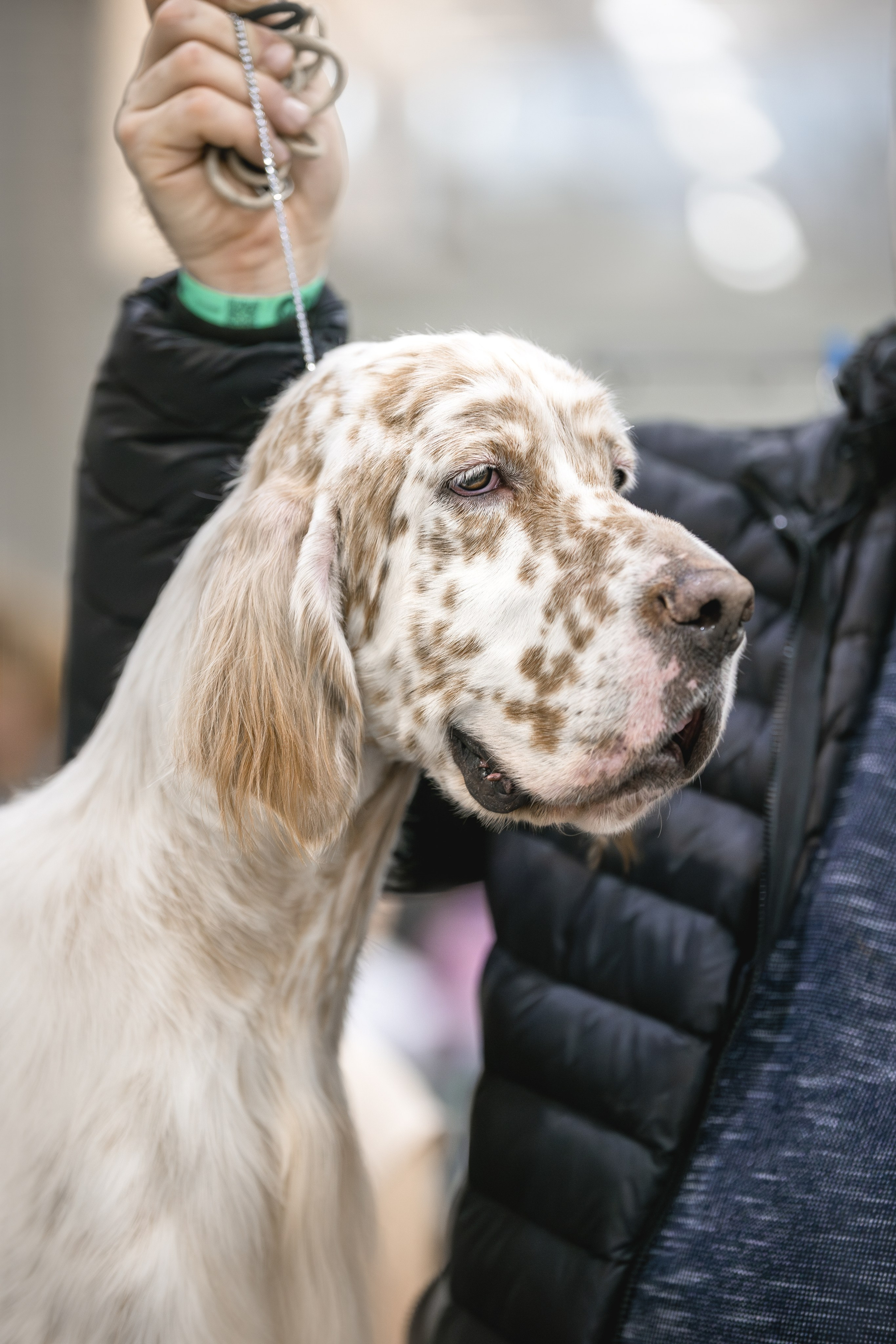 Евразия 2023. Фотограф анималист в Москве Майорова Евгения