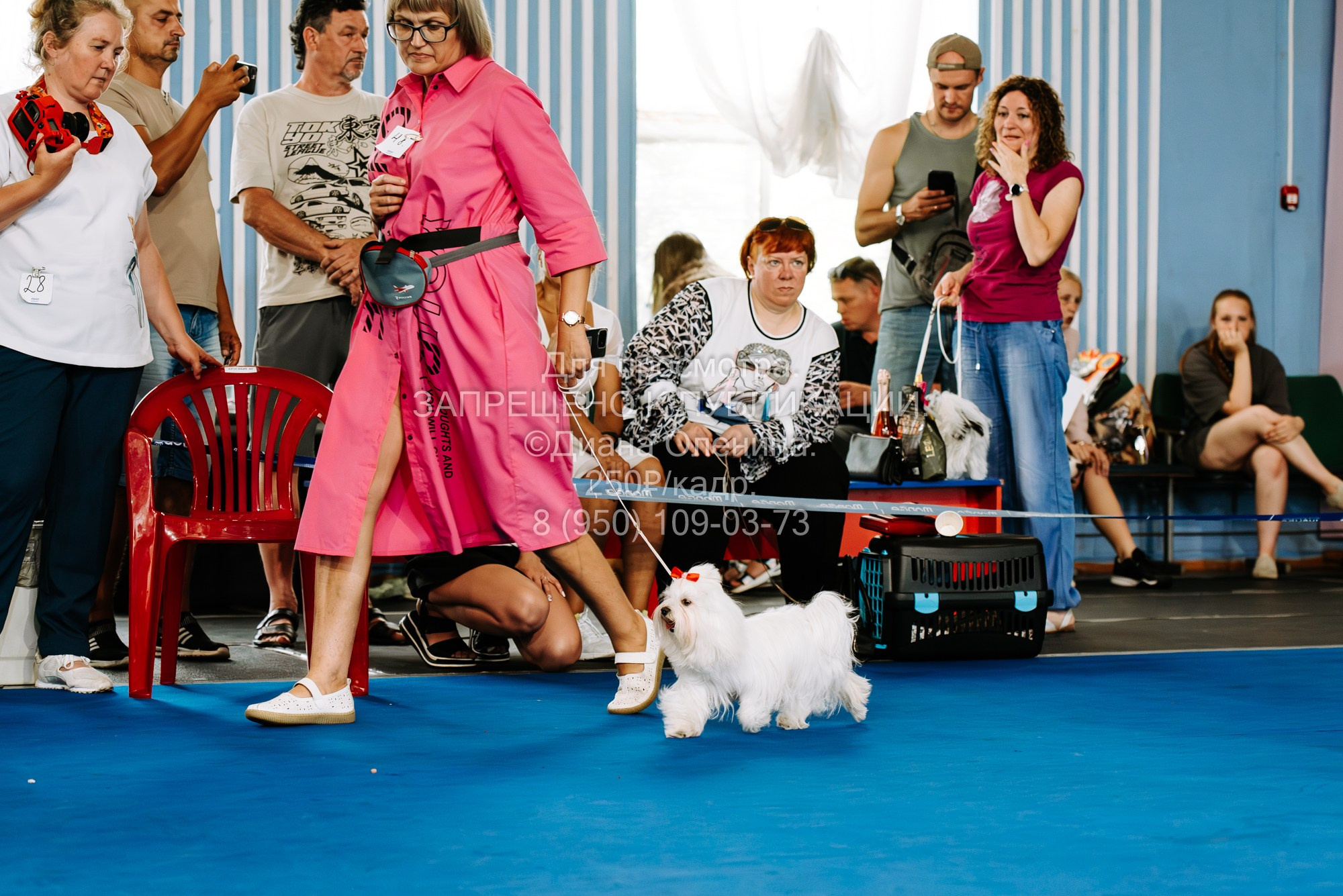 Национальная выставка собак всех пород ранга САС-IKU «Кубок Красноярск. Фотограф Диана Оленина Красноярск / Братск