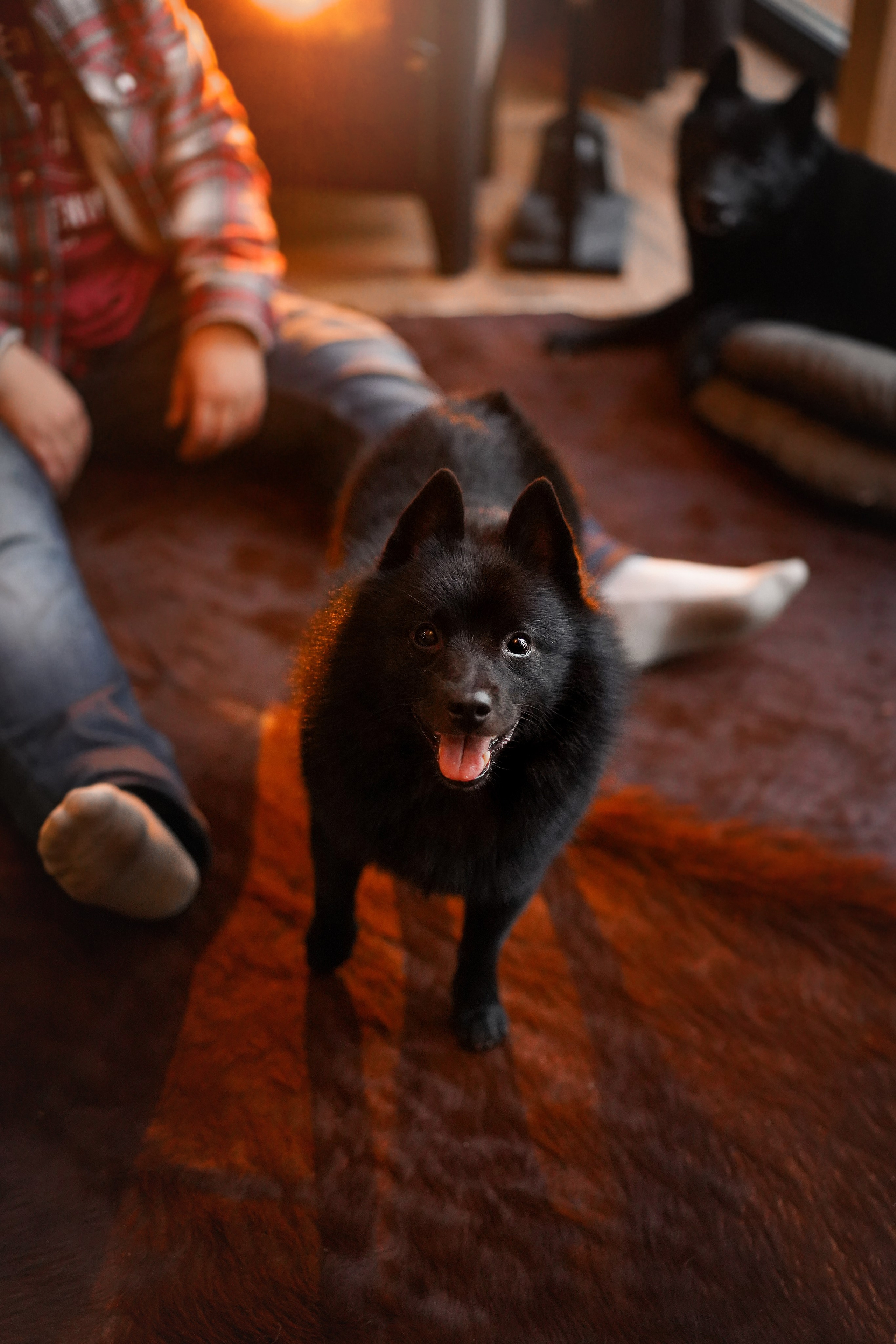 Аня Мишель Арчи и Майкл. Фотограф-анималист в Санкт-Петербурге Яна Мартынова