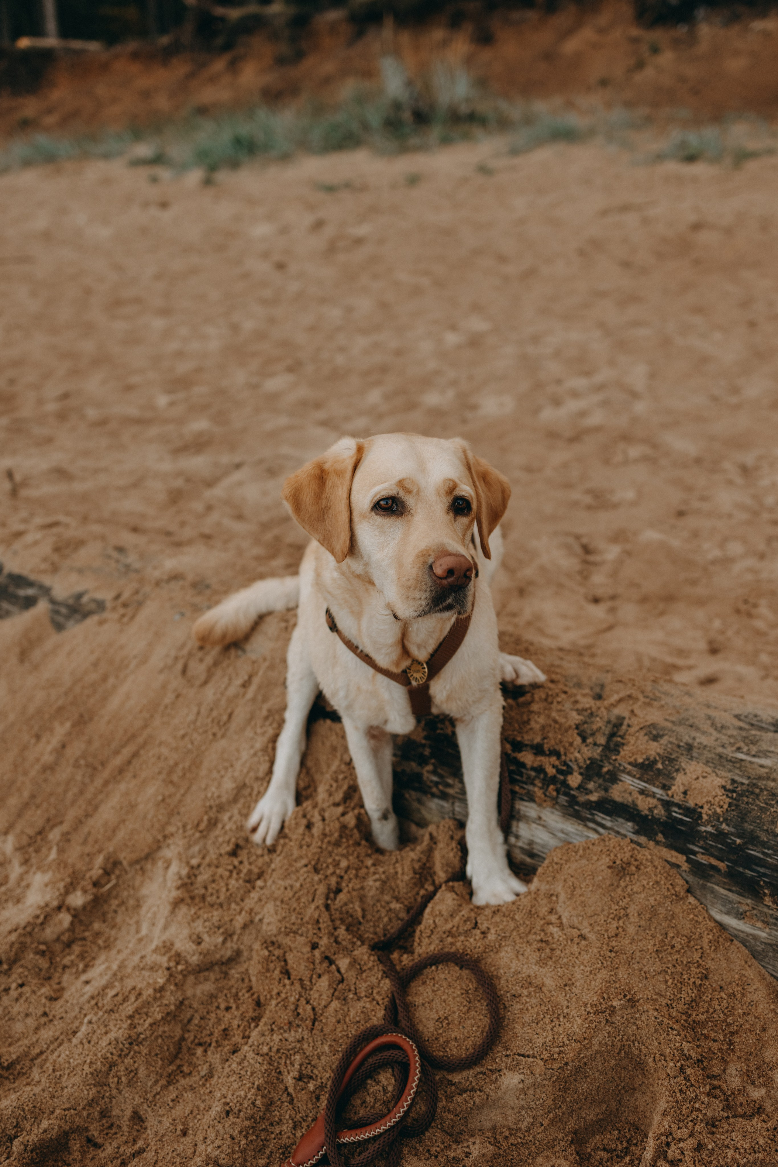 Наташа и Шани. Фотограф — Анималист | Санкт-Петербург