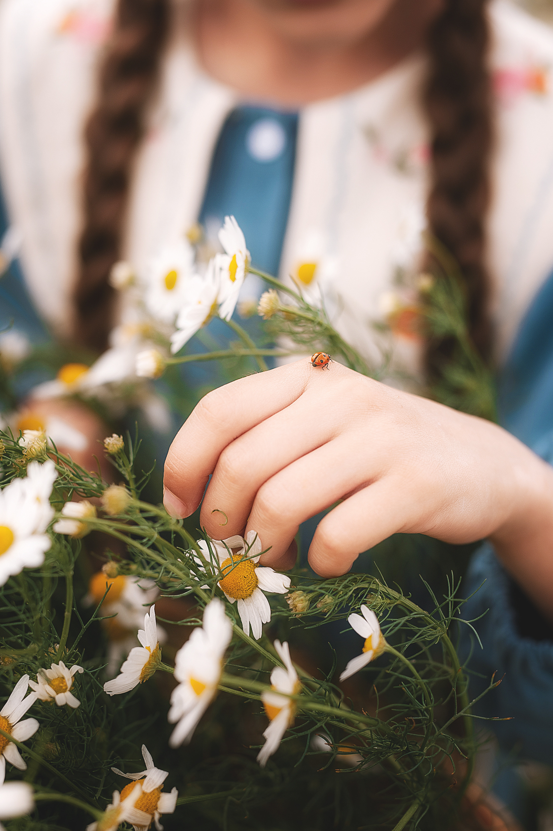 Ромашки. Семейный, детский фотограф в Воронеже Анна Никитина