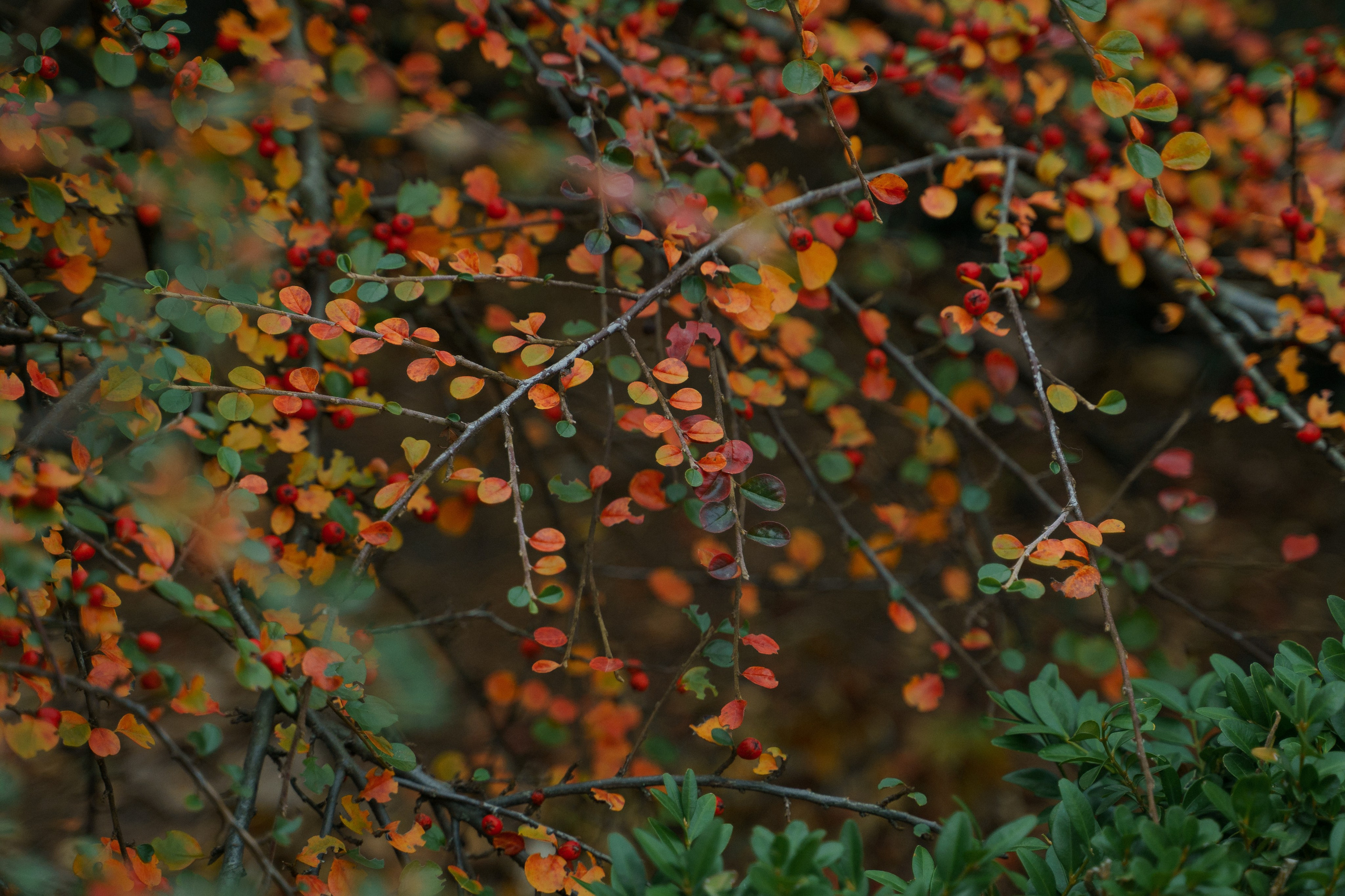 Выписки и Крестины. Главная