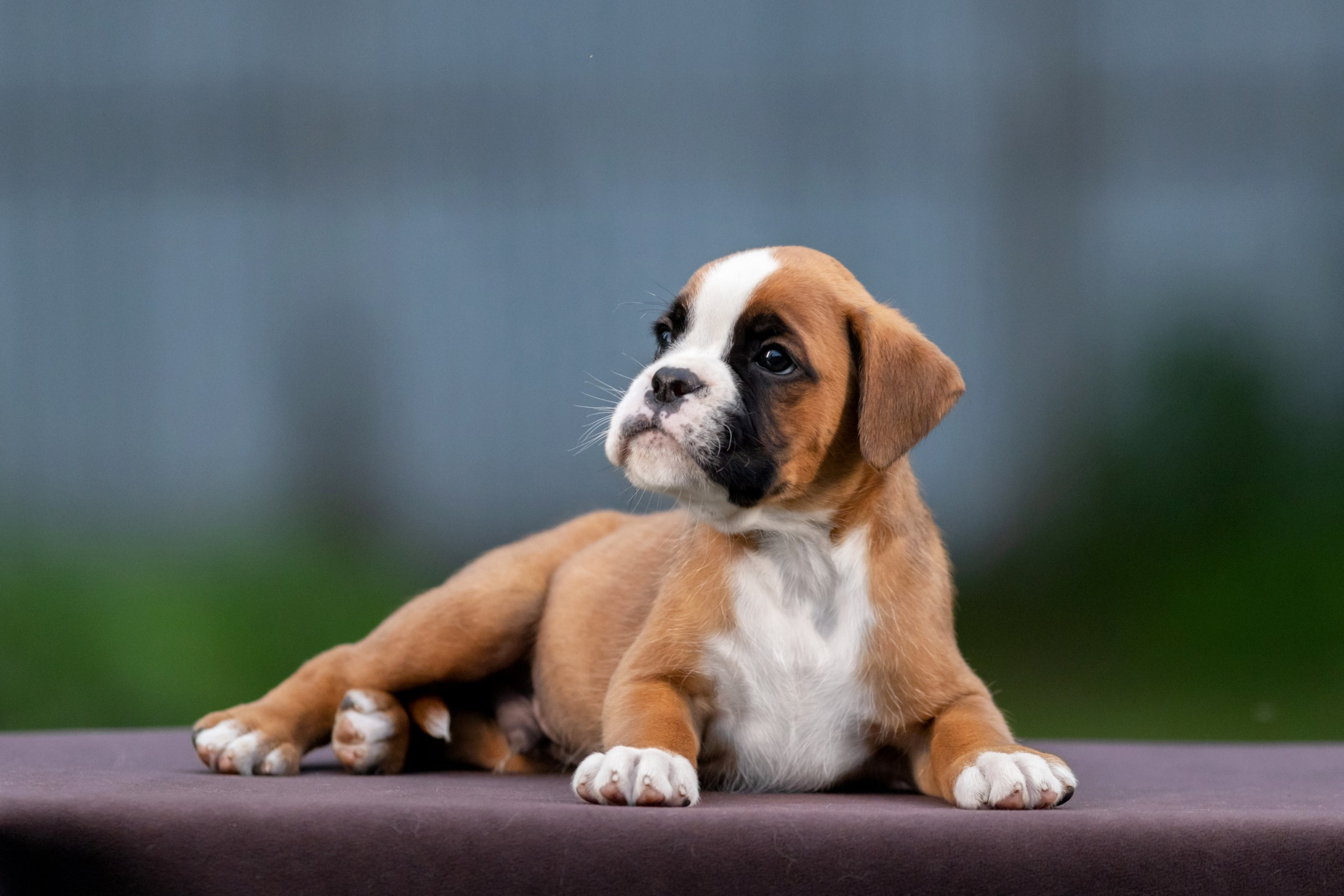 Щенки. Фотограф — анималист в Москве и области Ольга Петракова