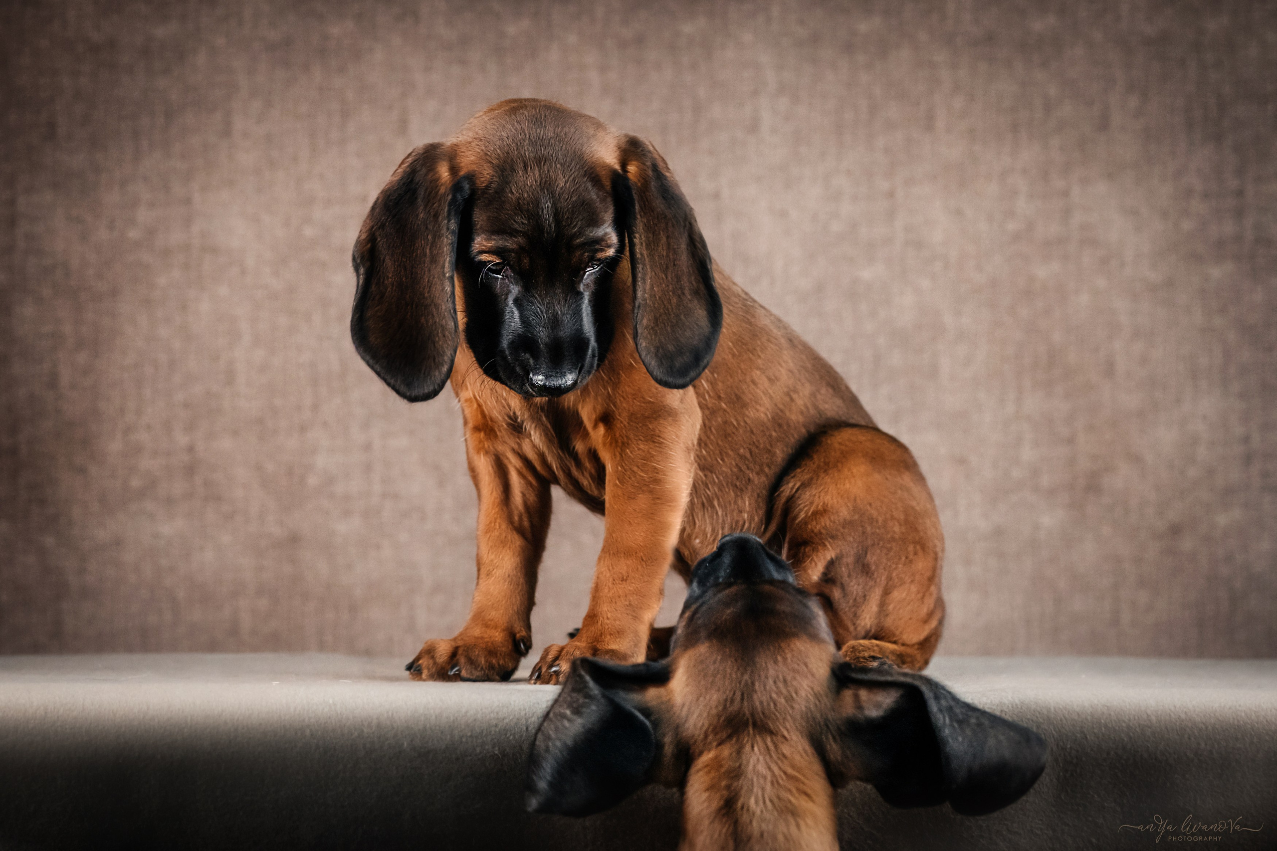 Баварские гончие. Фотограф анималист Аня Ливанова | Рыбинск