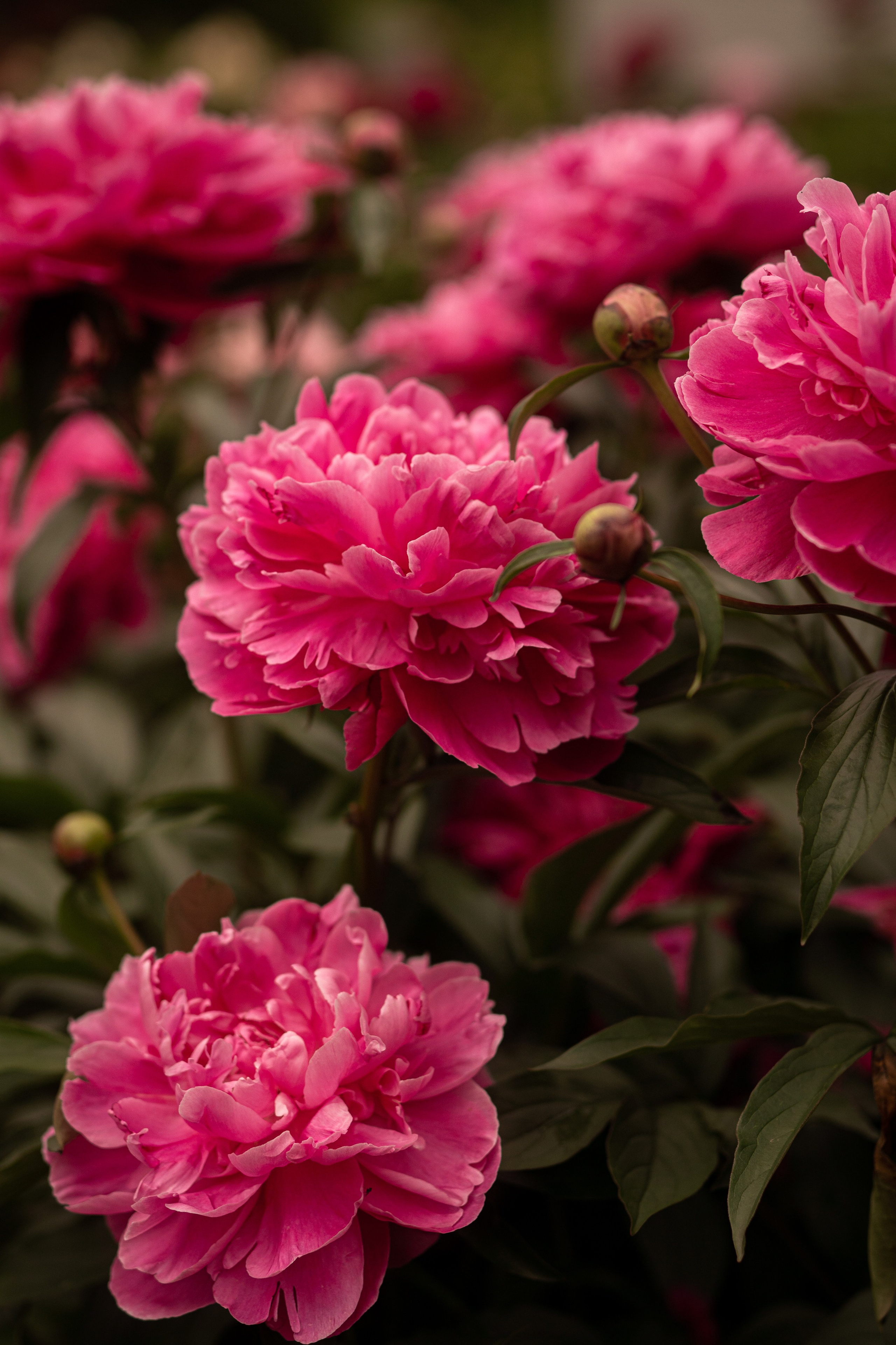 огромные розовые пионы в саду фото