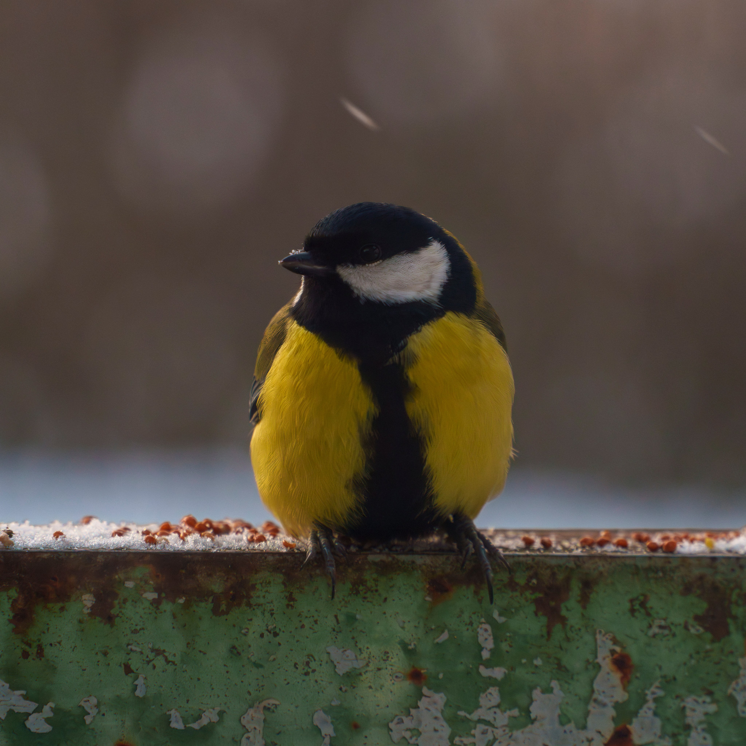 Animals — Животные