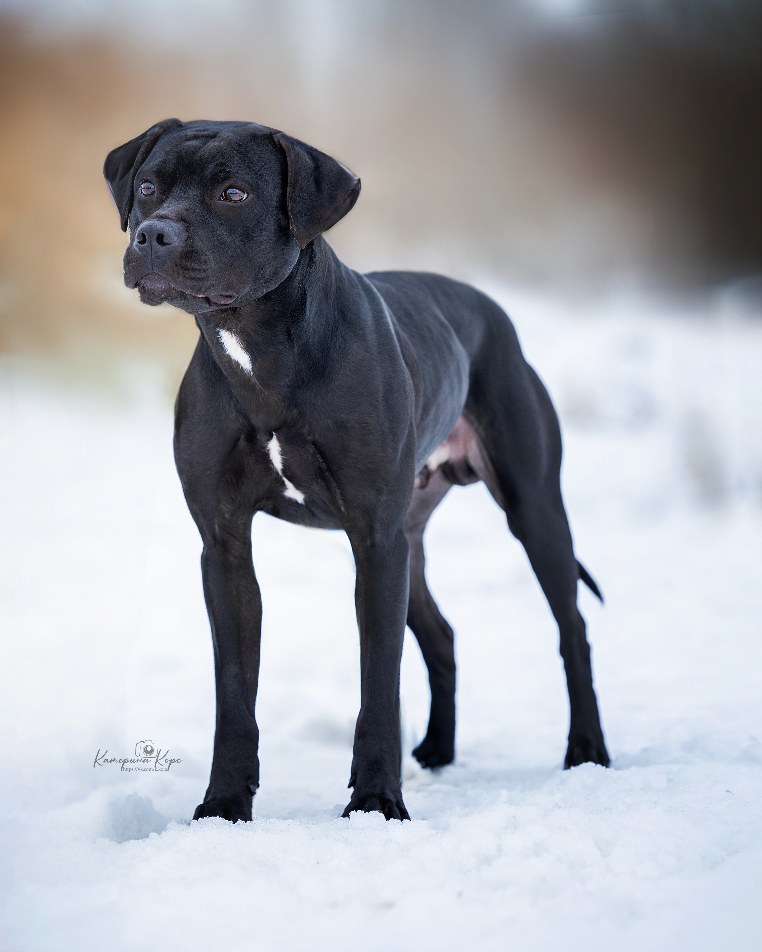 АПБТ Мавр. Главная