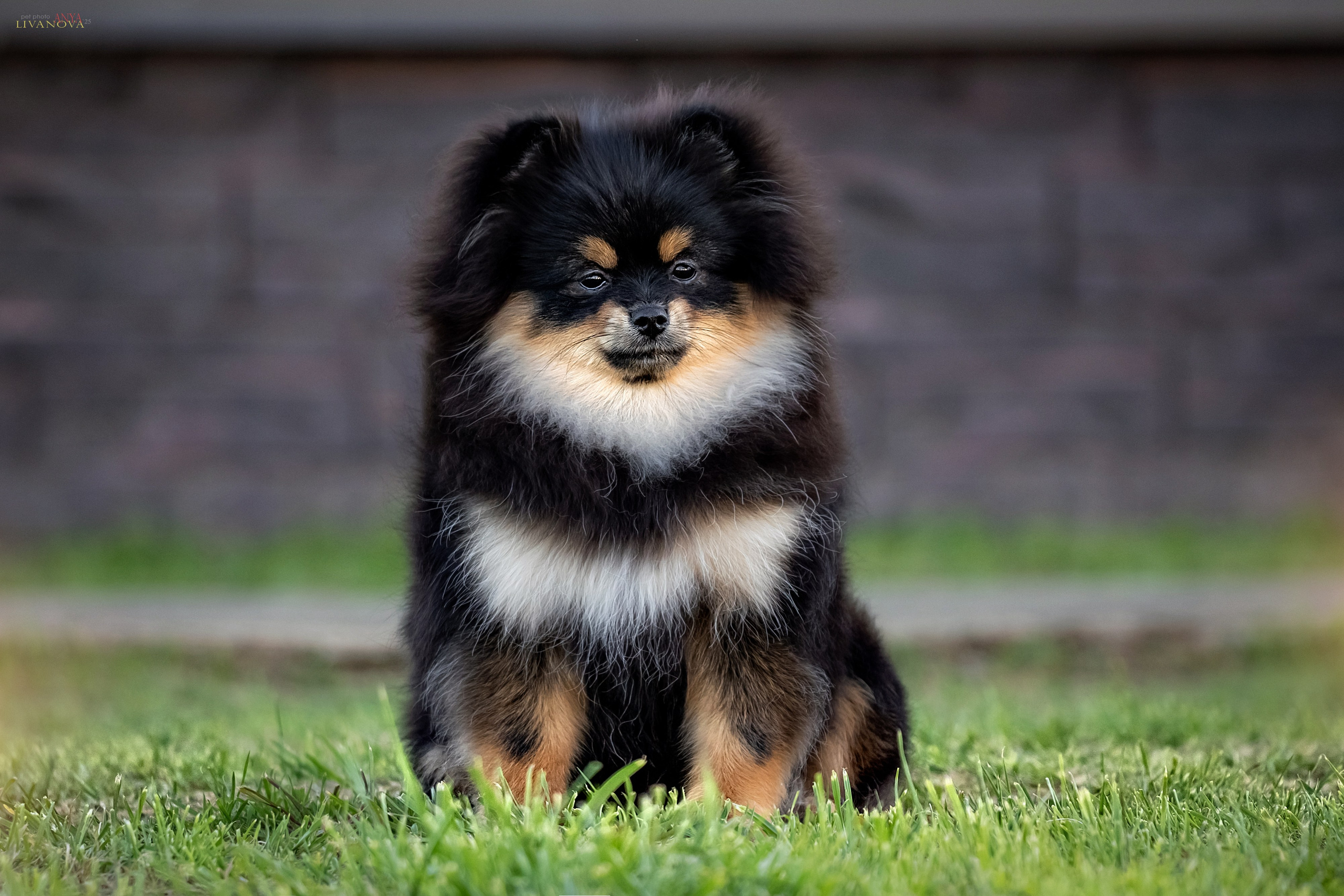 Шпицы. Фотограф анималист Аня Ливанова | Рыбинск