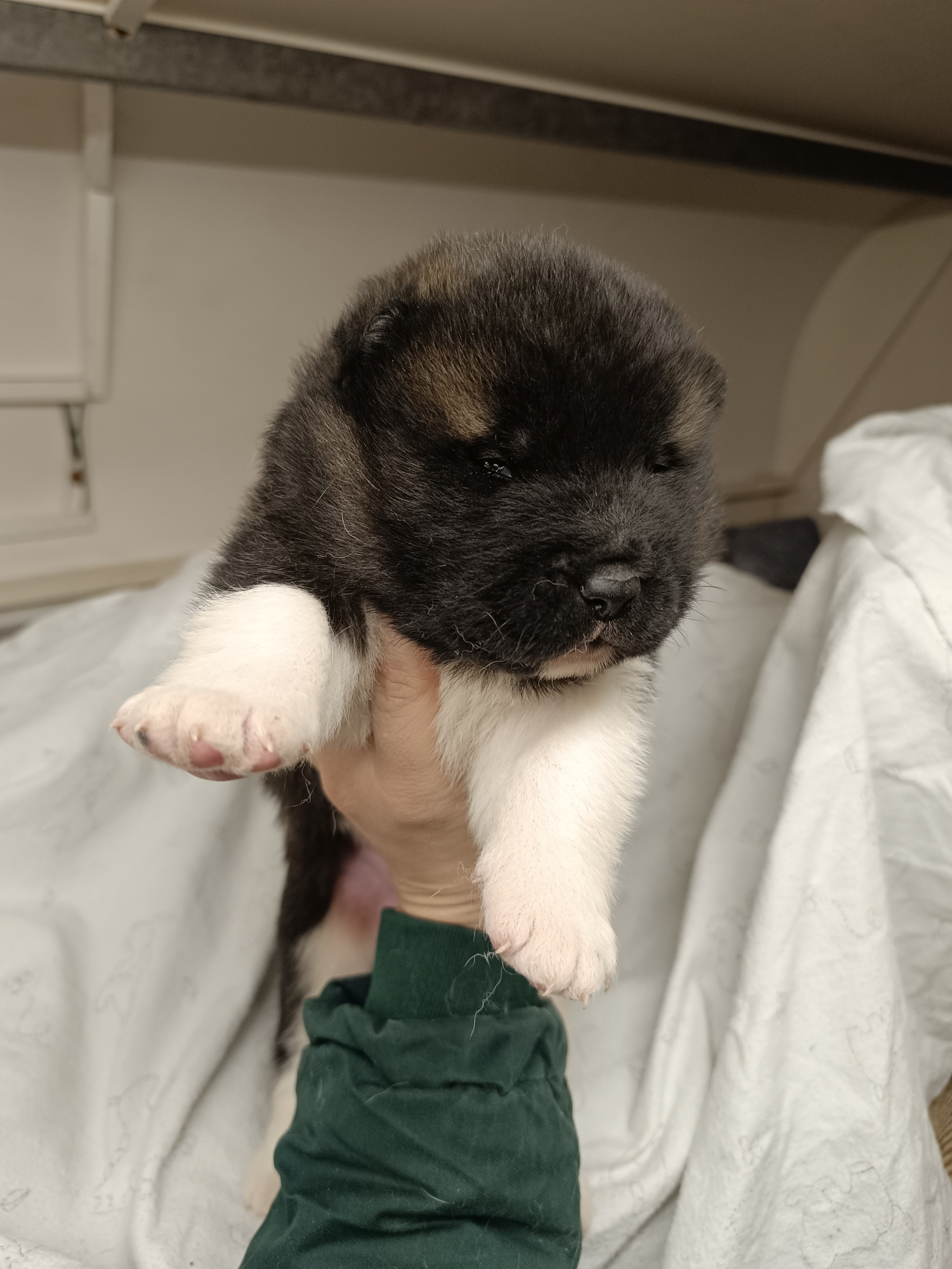 Американская акита  щенки питомник Санкт-Петербург клубные щенки Американская акита питомник RUBYLIGHT Рубилайт купить щенка американской акиты