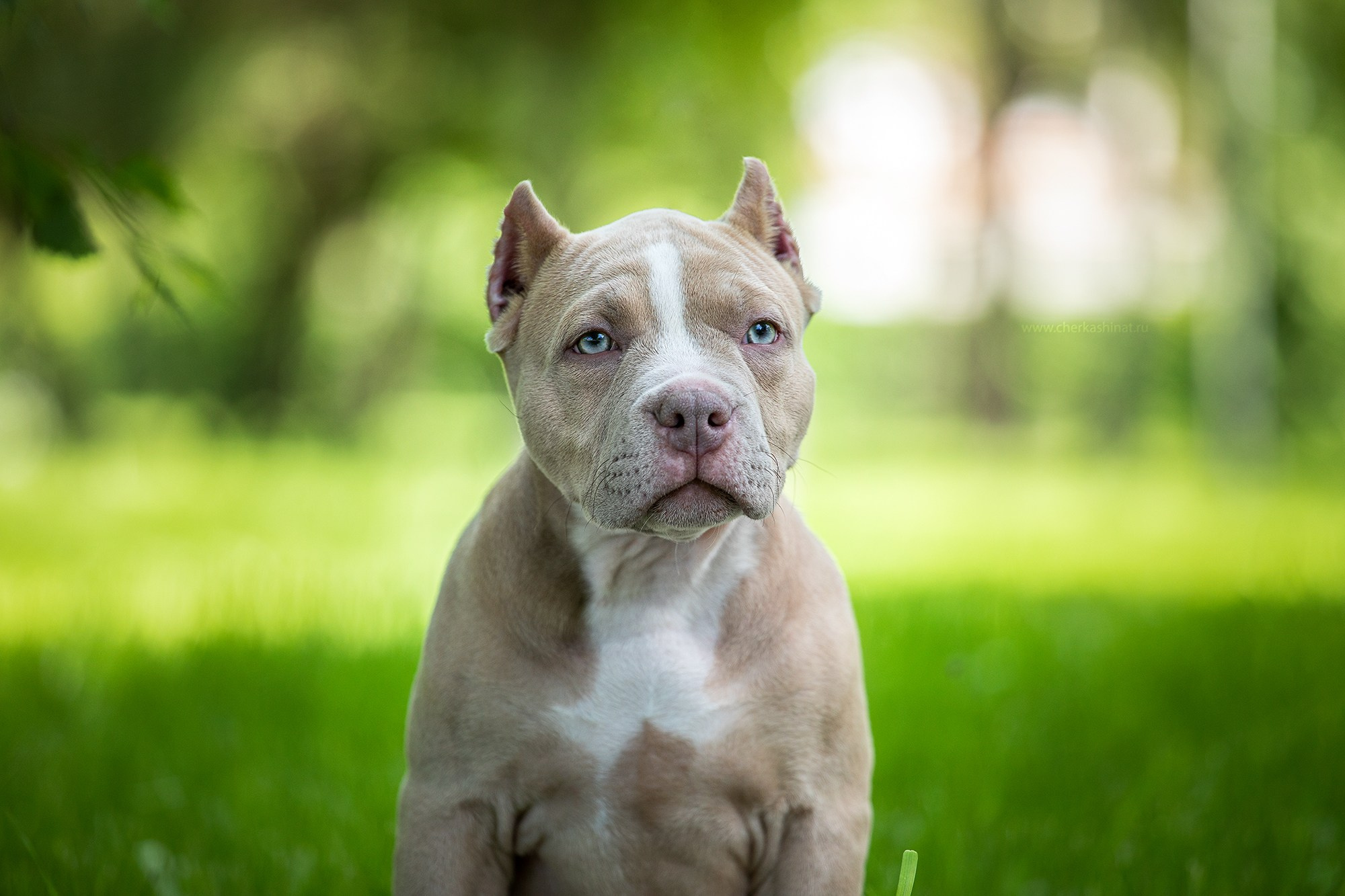 Фотосессия щенков. Фотограф для Вашей собаки