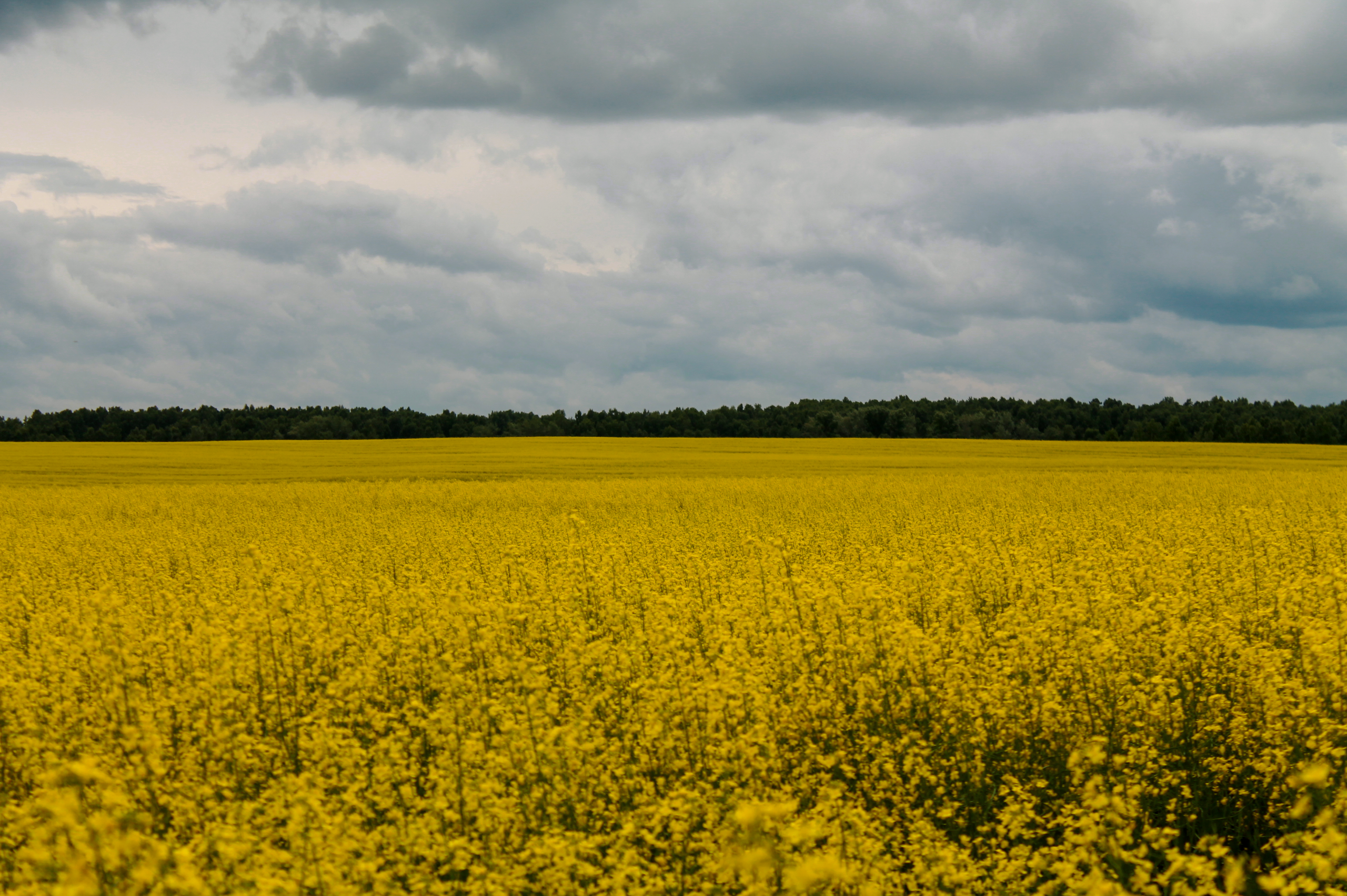 18.07.2022 | Красноярский край. Kuznetsov | Фотограф в Красноярске