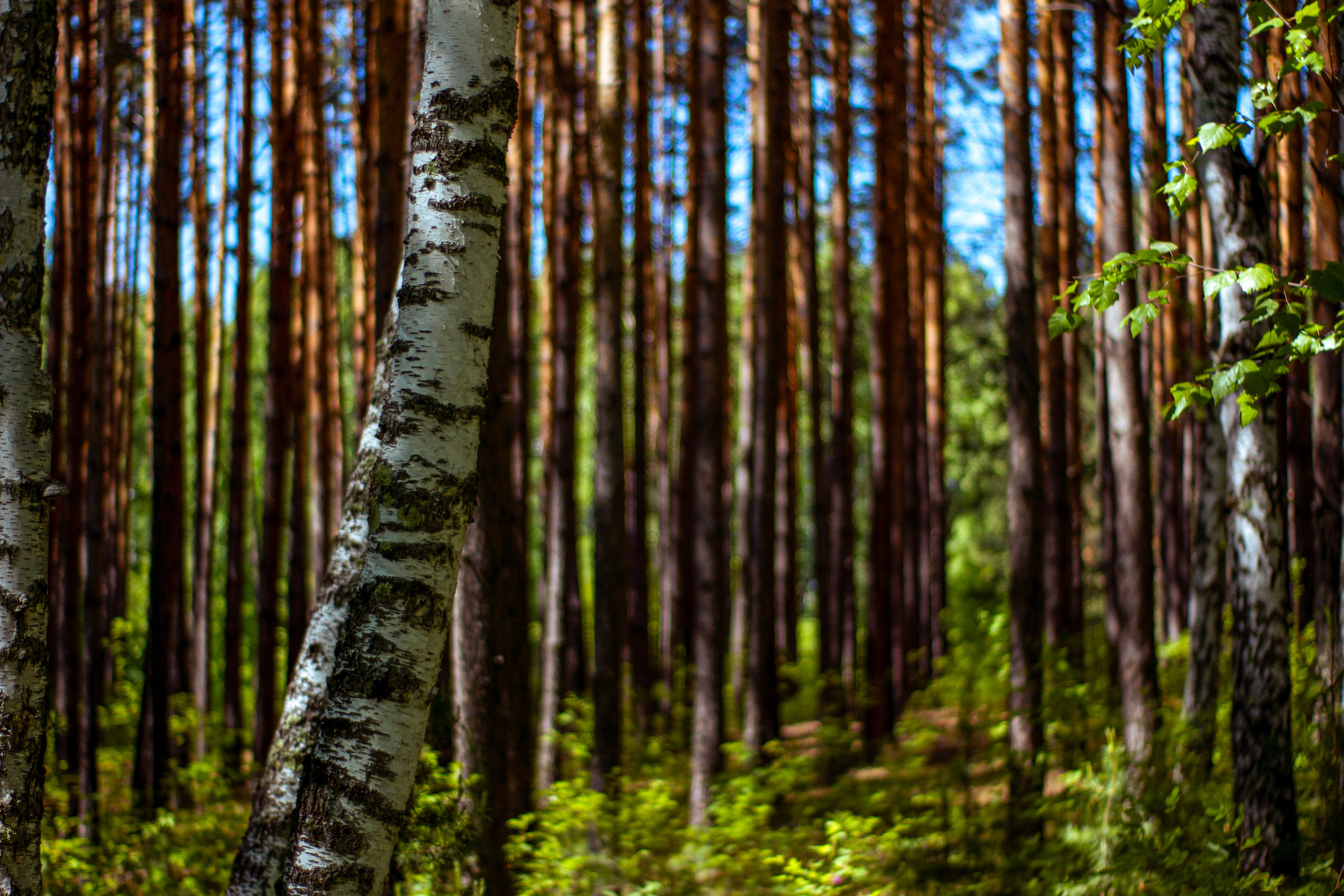12.06.2024 | Красноярск. Kuznetsov | Фотограф в Красноярске