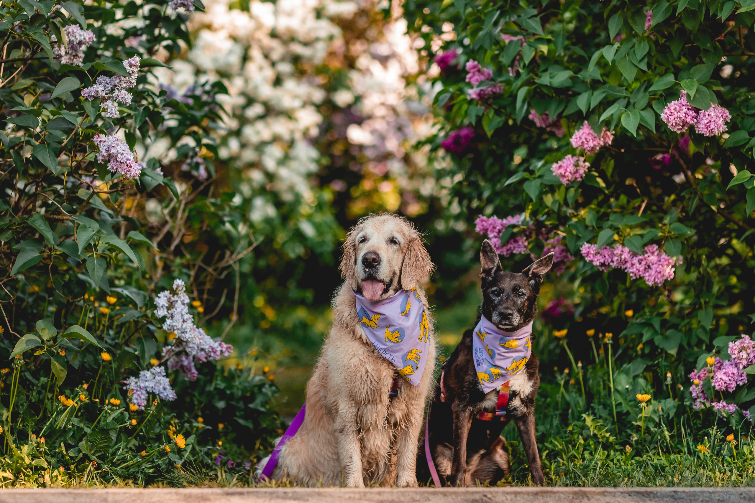 Ира, Альма и Белла. Семейный фотограф анималист Мария Крючкова
