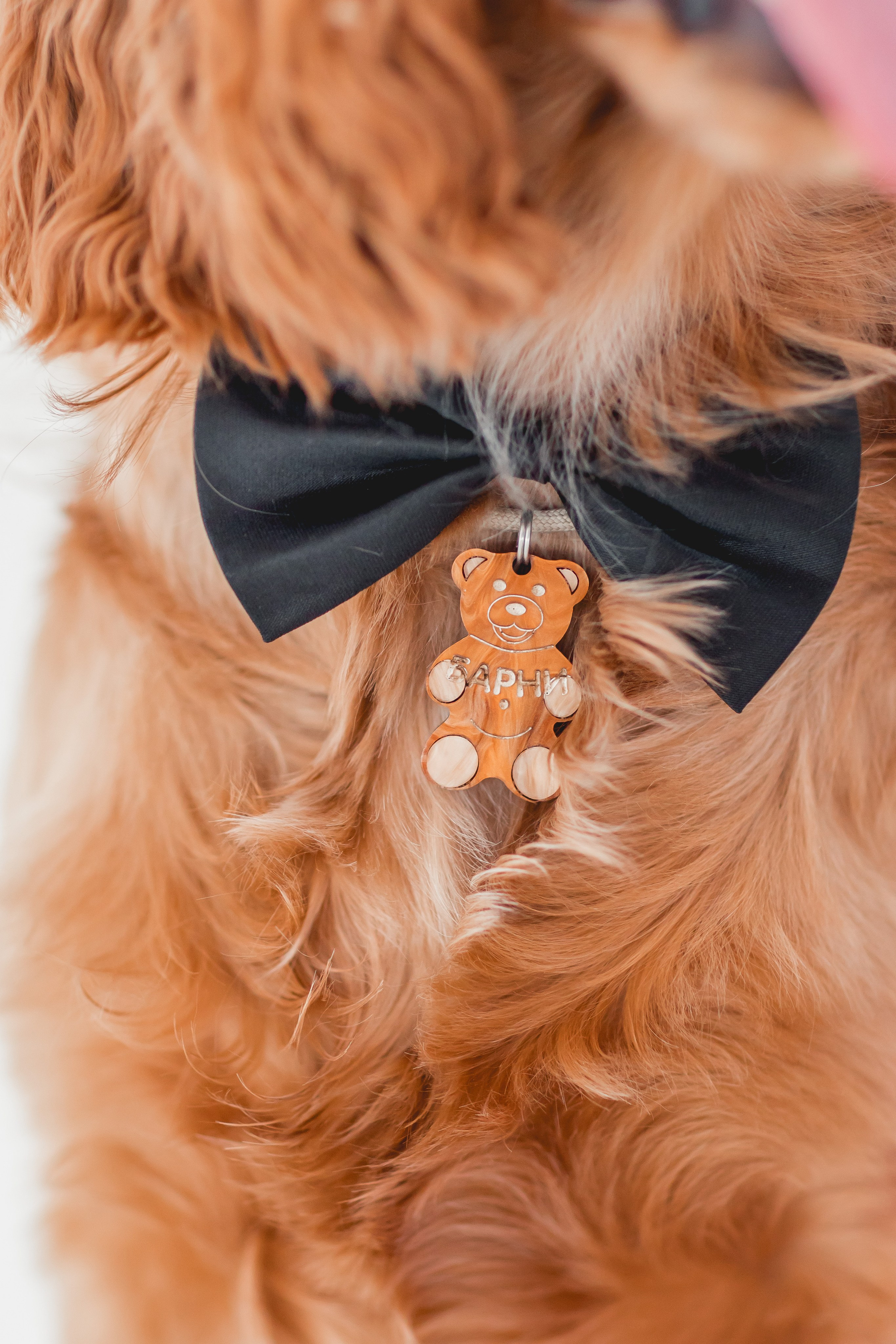 Лада и Барни. Семейный фотограф анималист Мария Крючкова