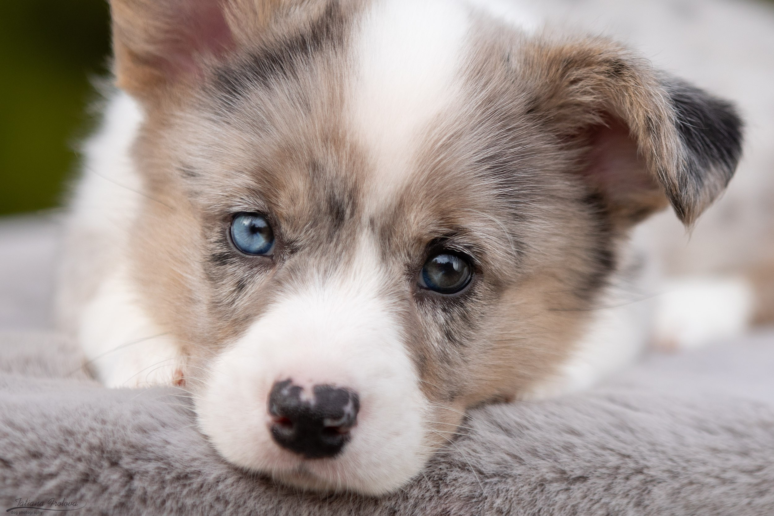 Съемка помета щенков для продажи на улице. Фотограф-анималист в Москве и Московской области Татьяна Фролова