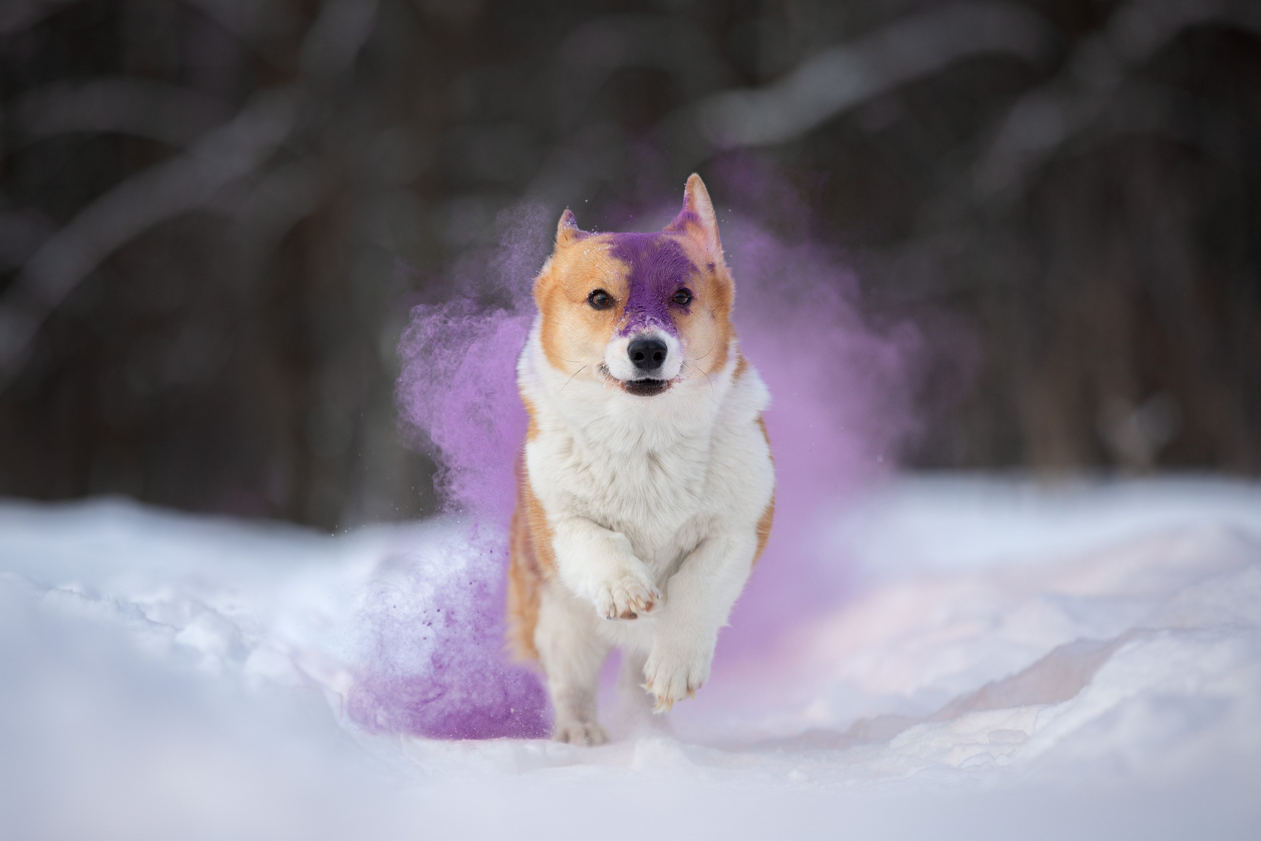 Творческая съемка собаки с красками холи. Фотограф-анималист в Москве и Московской области Татьяна Фролова
