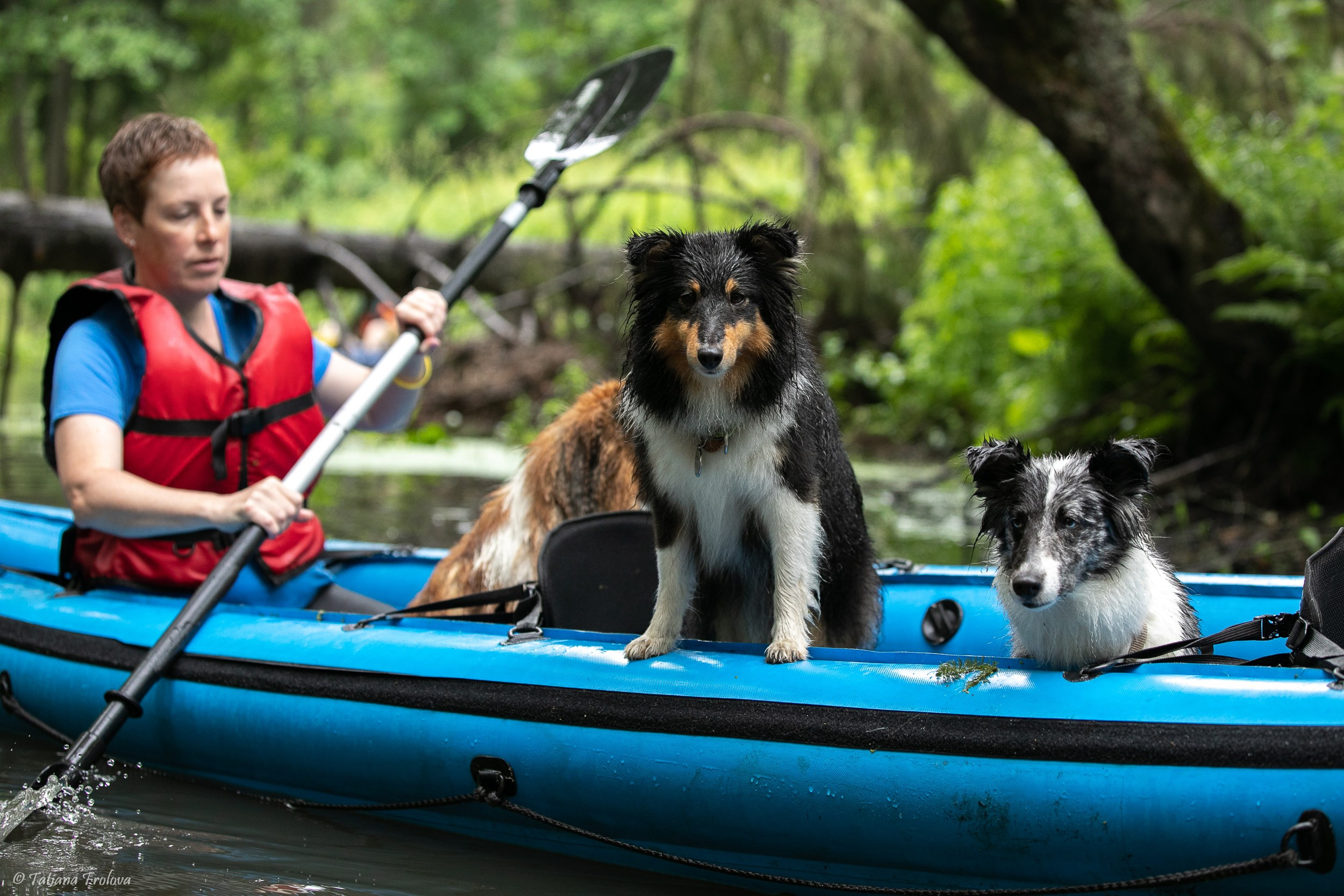 Фотоочет о сплаве на байдарках вместе с собаками. Фотограф-анималист в Москве и Московской области Татьяна Фролова