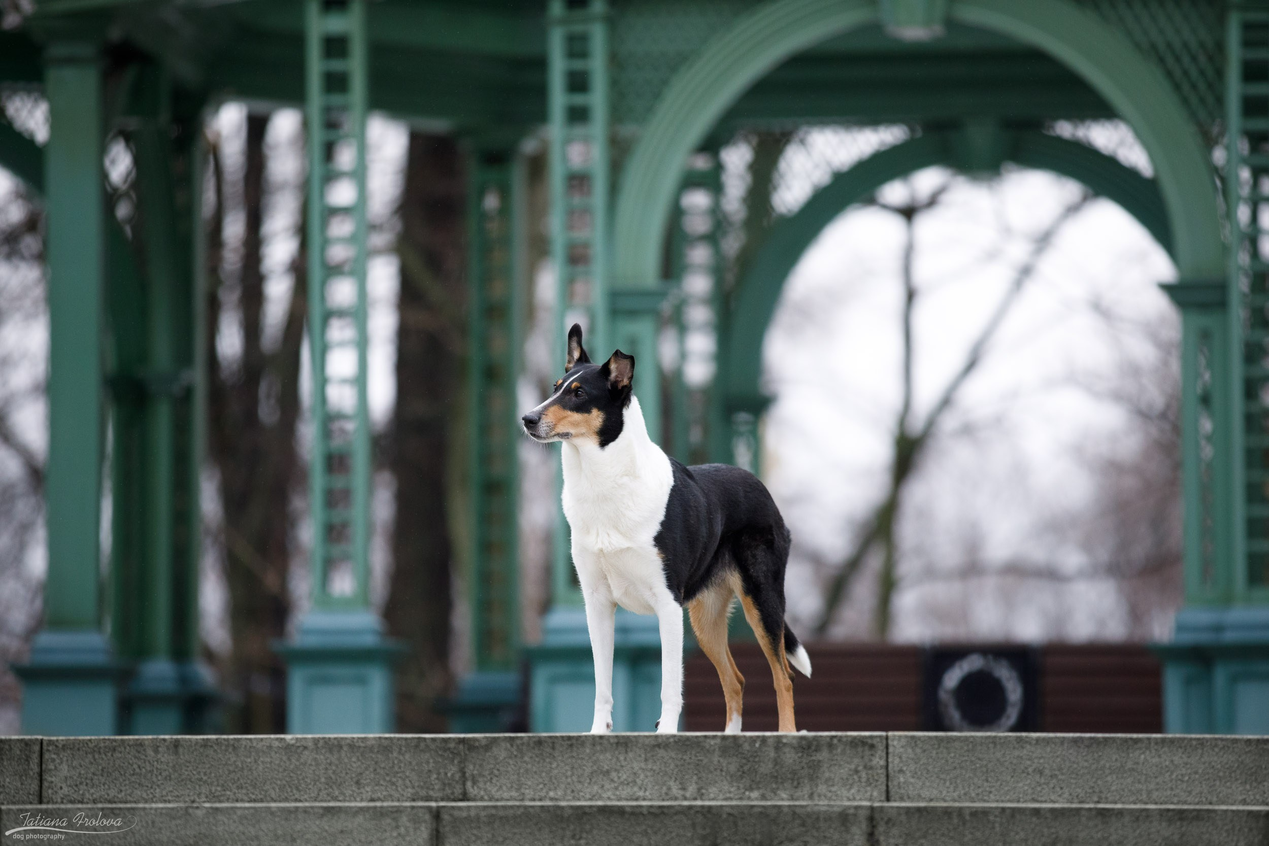 Фотопрогулка короткошерстной колли в Москве. Фотограф-анималист в Москве и Московской области Татьяна Фролова