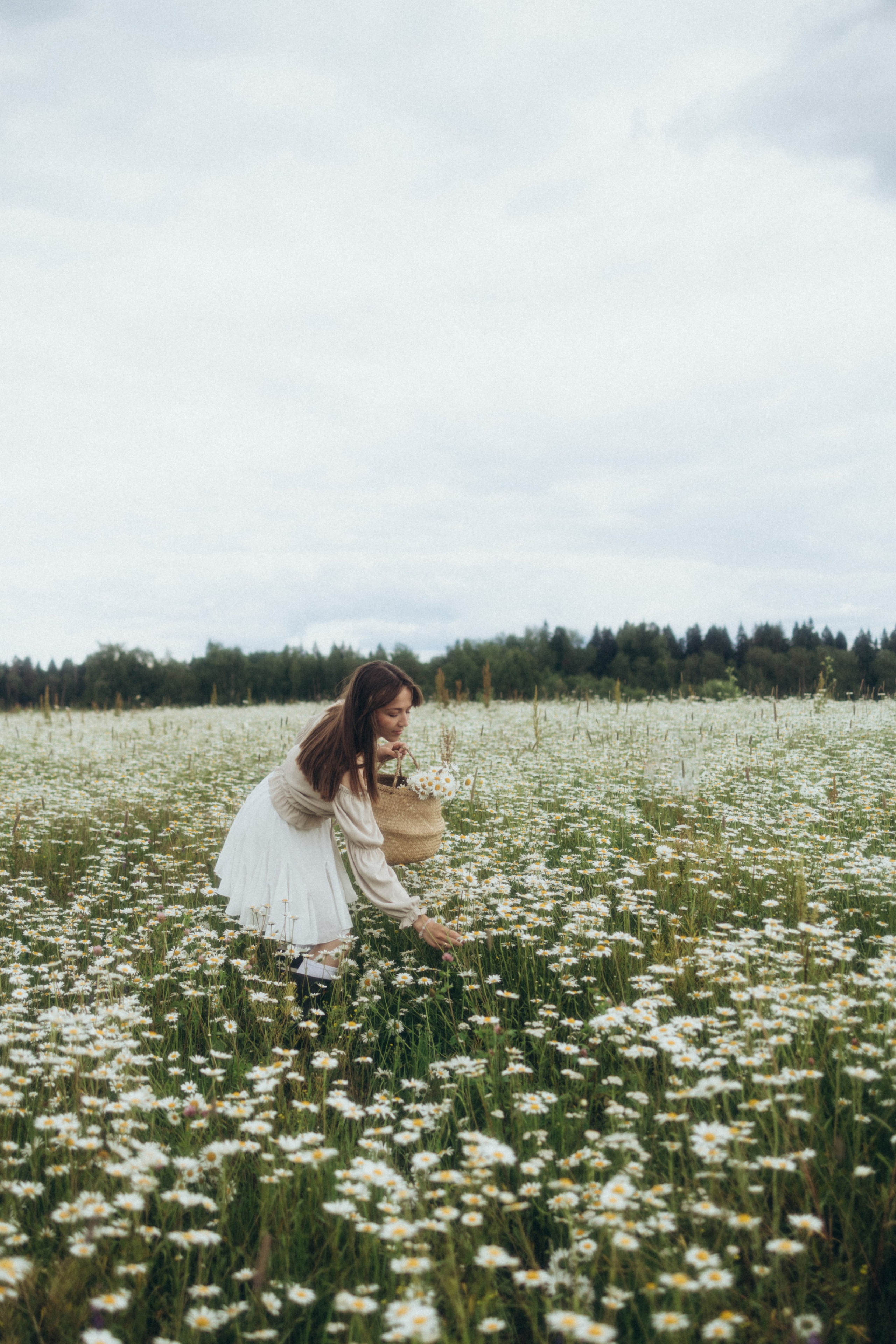 Ромашковое море. Фотограф Валерия Ковпак. Москва. Химки. Куркино