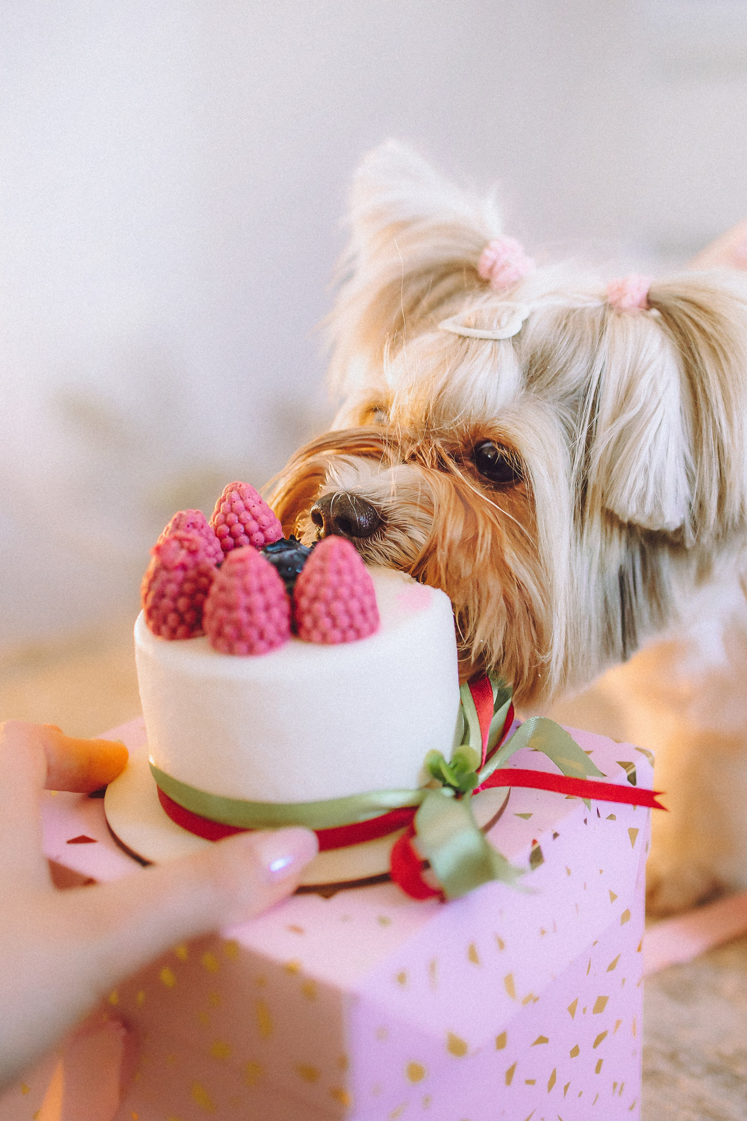 День Рождения Шу