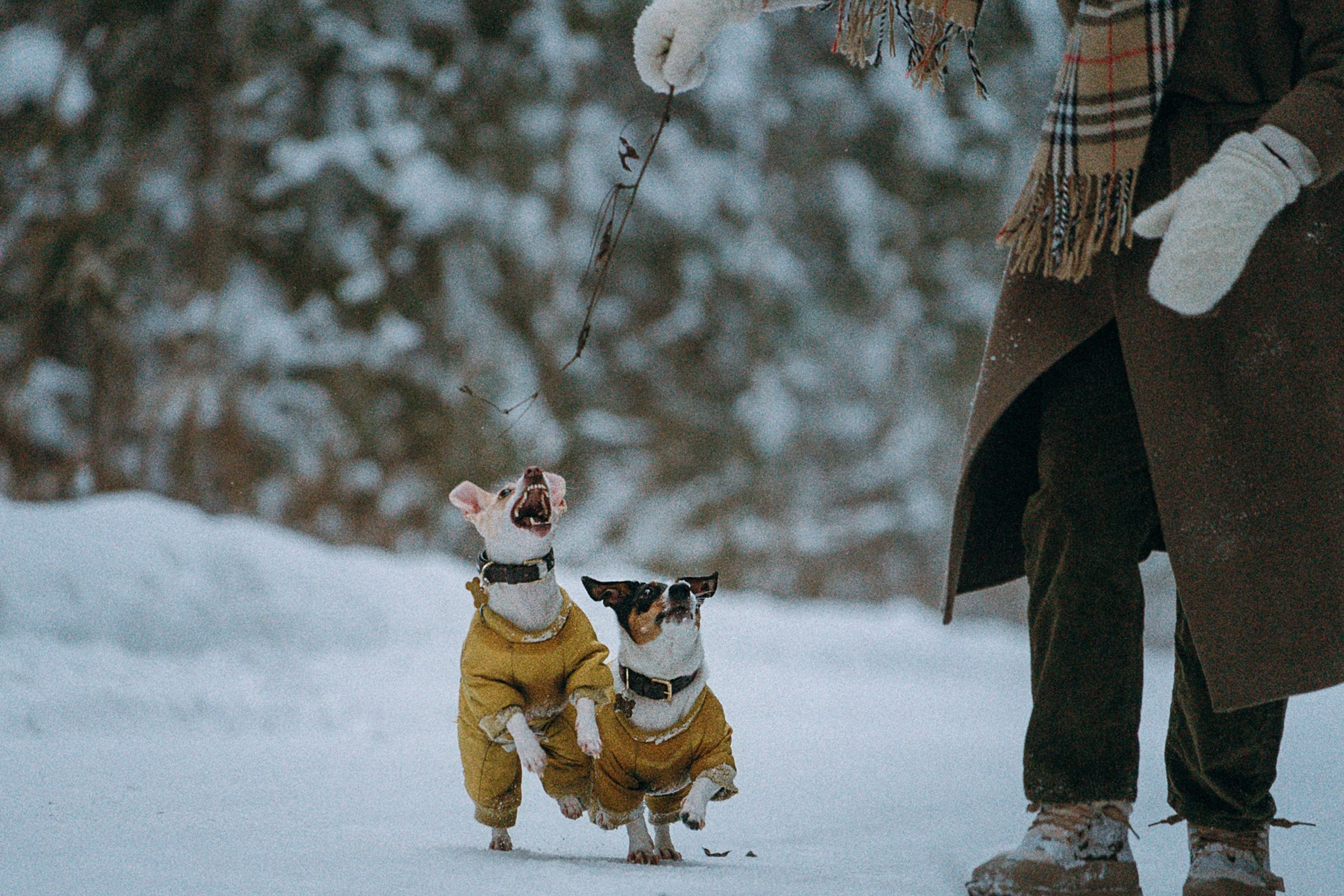 Алина, Ваниль и Элис. Фотограф анималист в Москве и Санкт-Петербурге Свиридова Анна