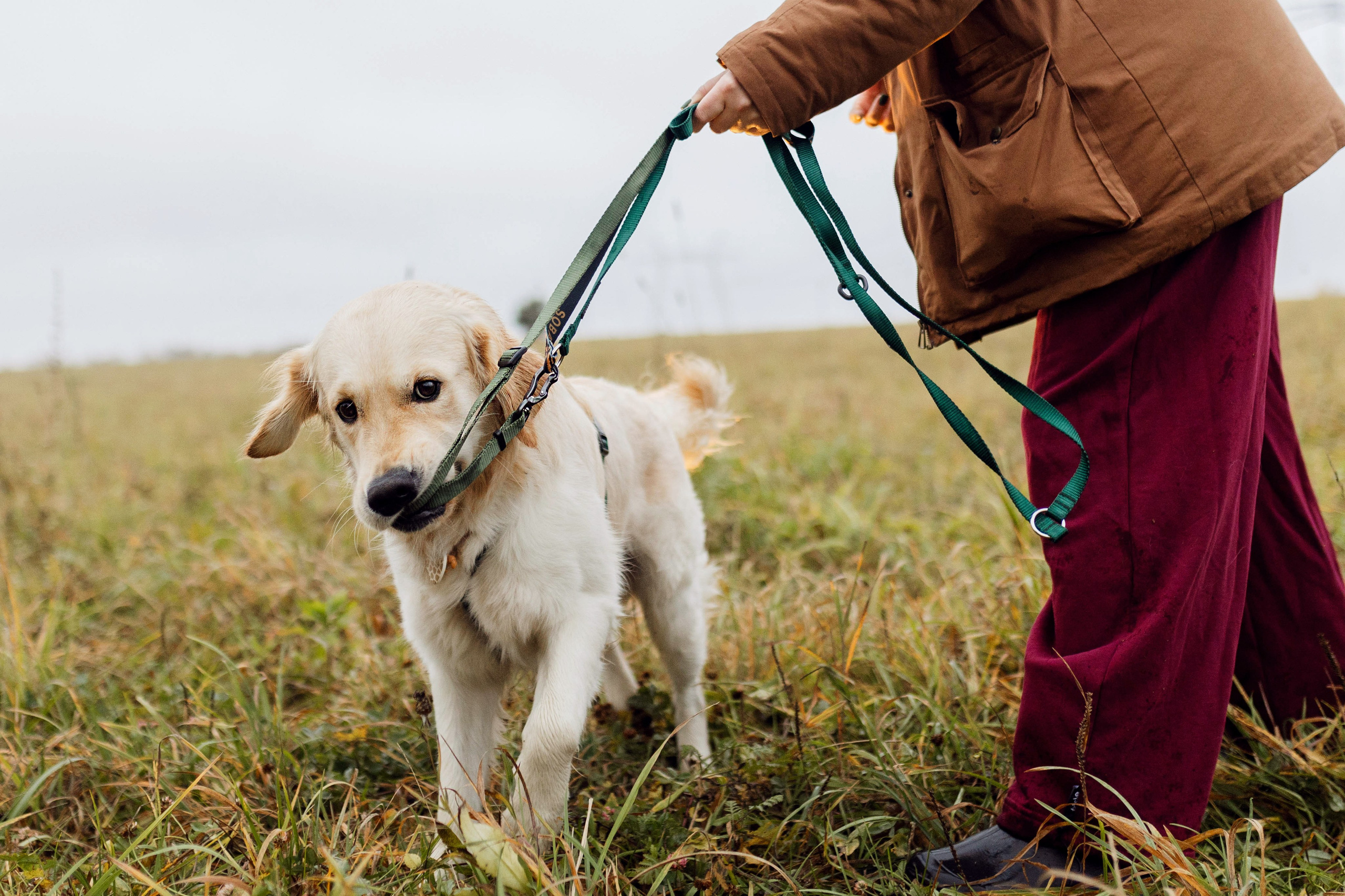 Dogcamp / Полина и Миша. Фотограф Кузина Вера