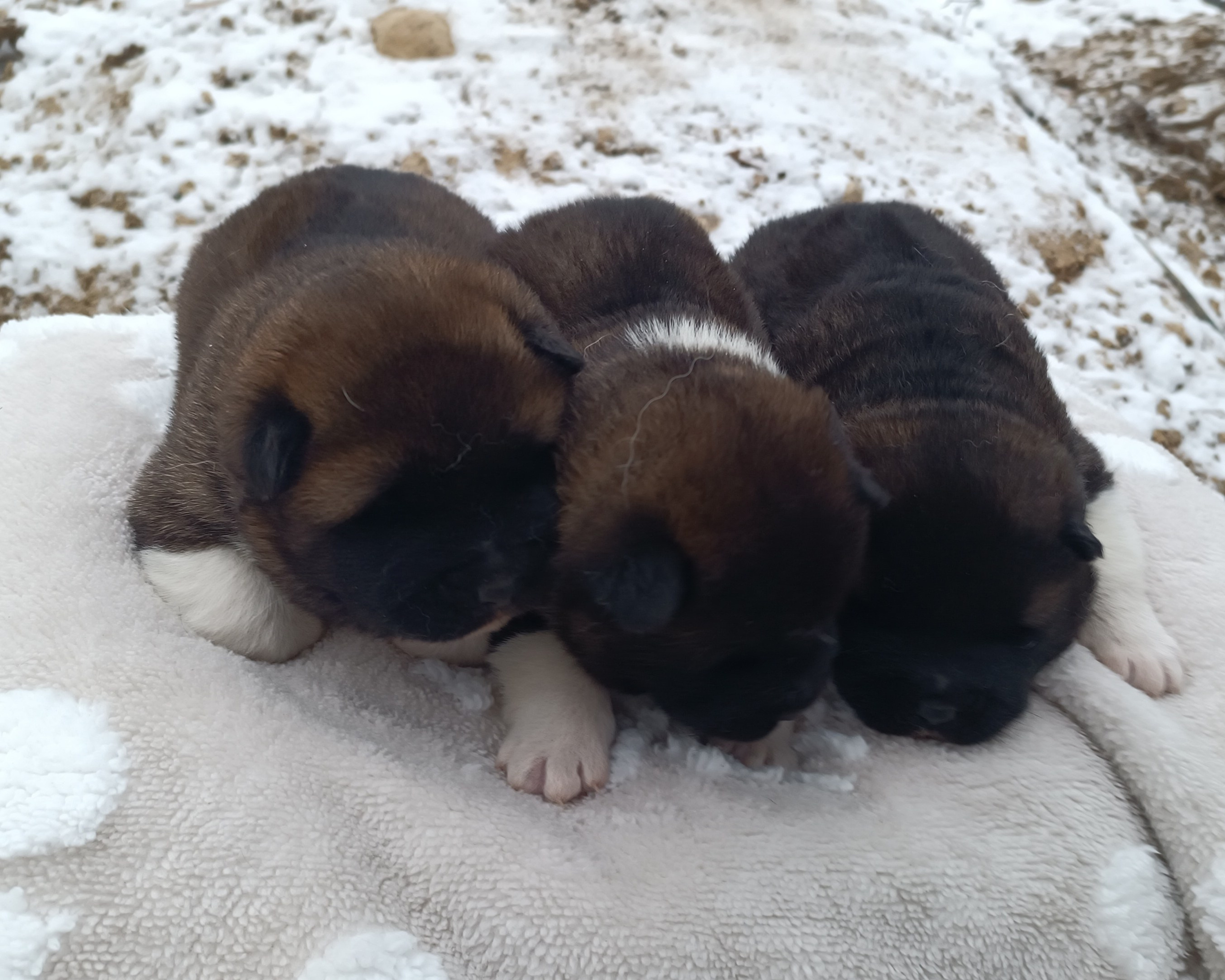 Американская акита  щенки питомник Санкт-Петербург клубные щенки Американская акита питомник RUBYLIGHT Рубилайт купить щенка американской акиты
