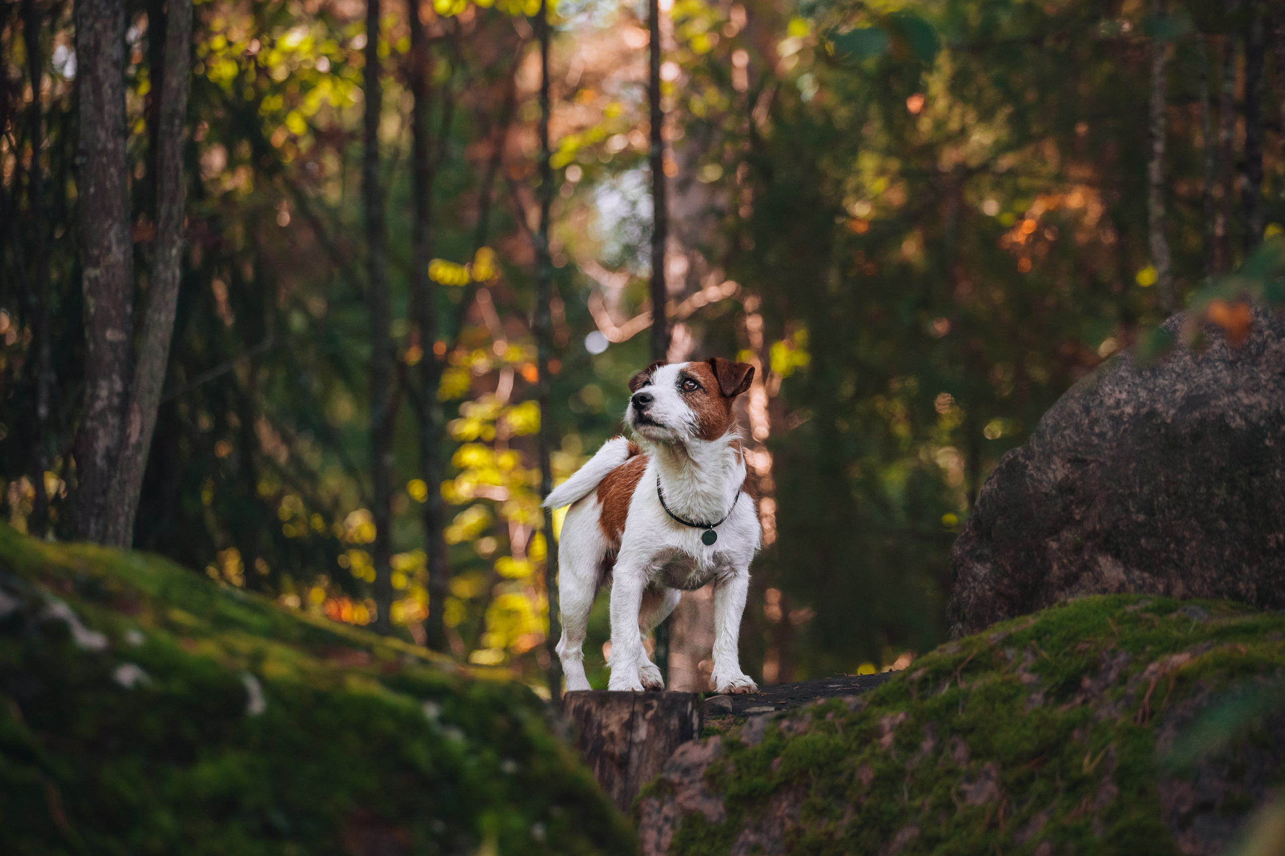 Фотопрогулка в Ленобласти. Фотограф-анималист Татьяна Степанова