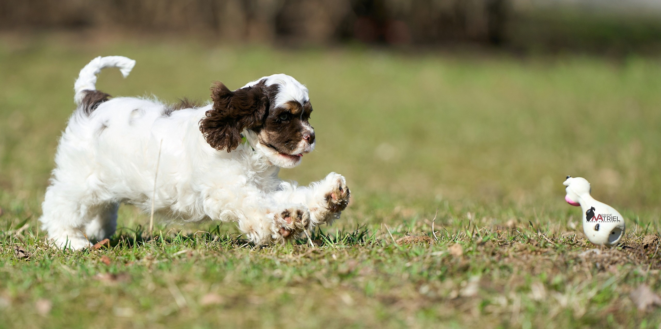 Прогулка со щенком