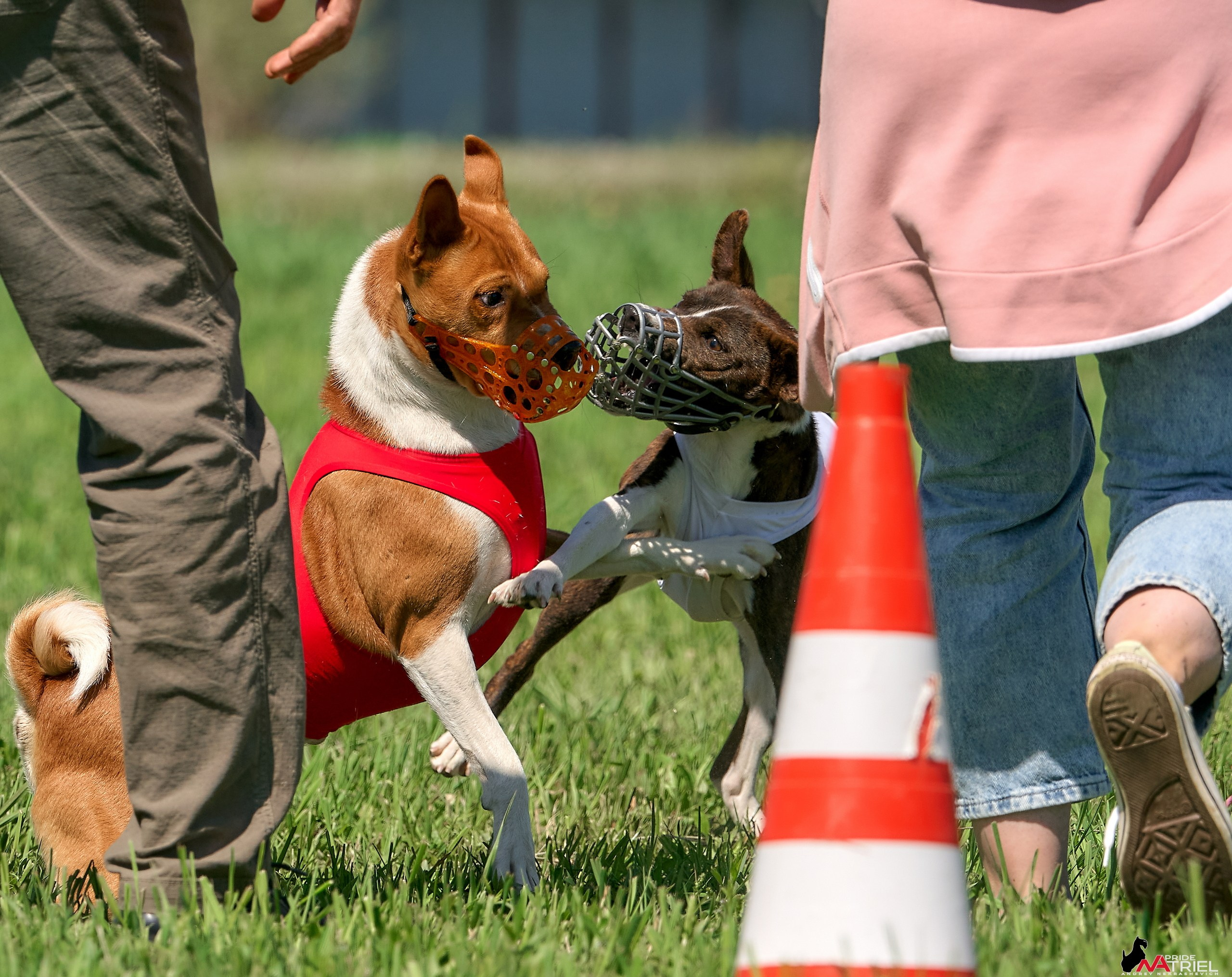 Съемка курсинг — галерея NATRIEL