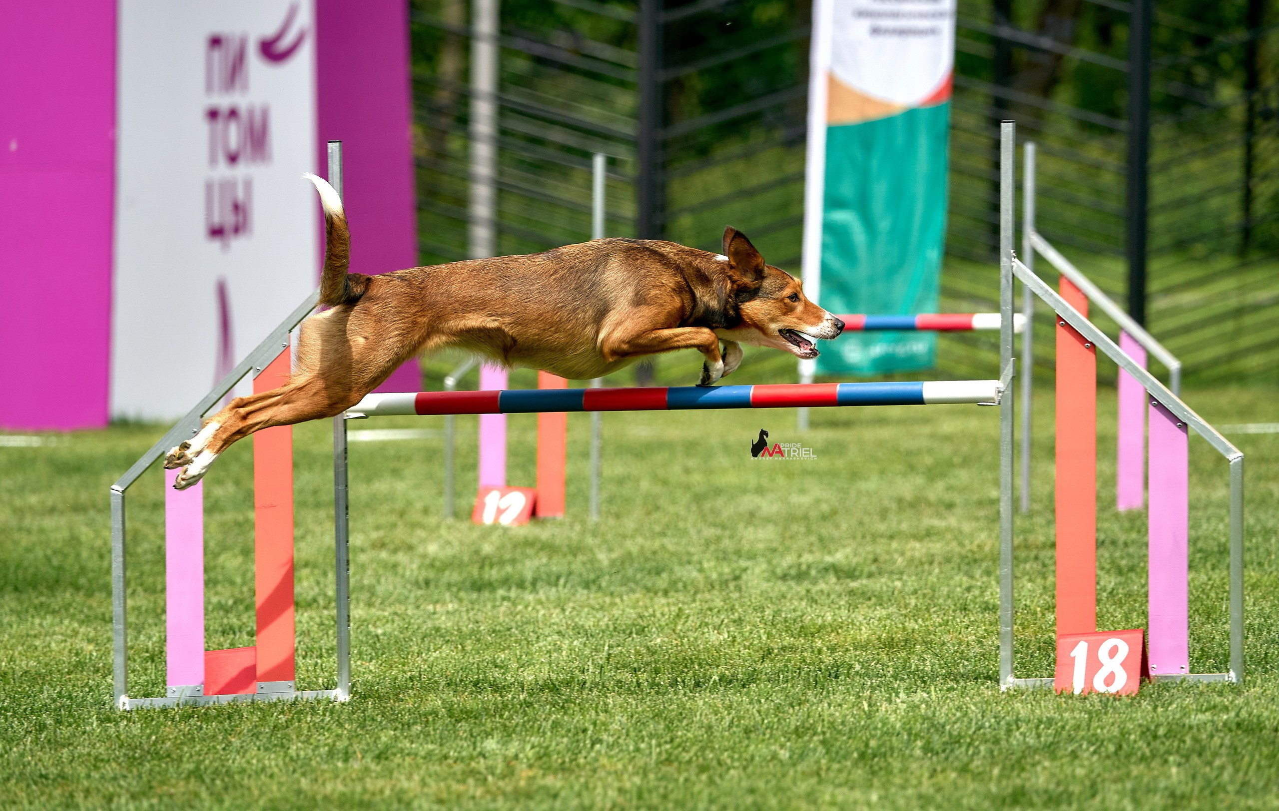 Аджилити — галерея NATRIEL