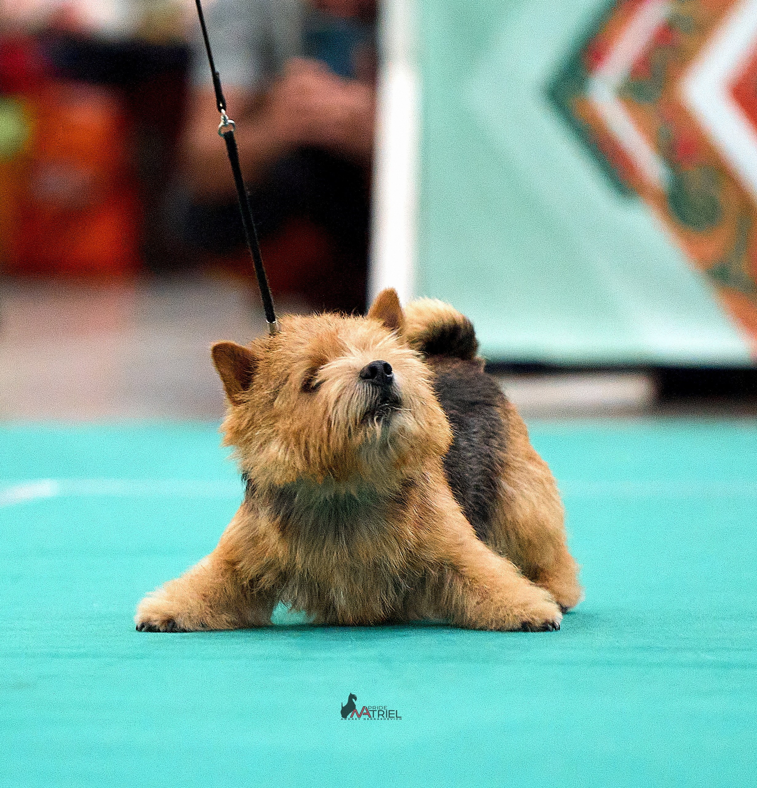 Работа в рингах — галерея NATRIEL