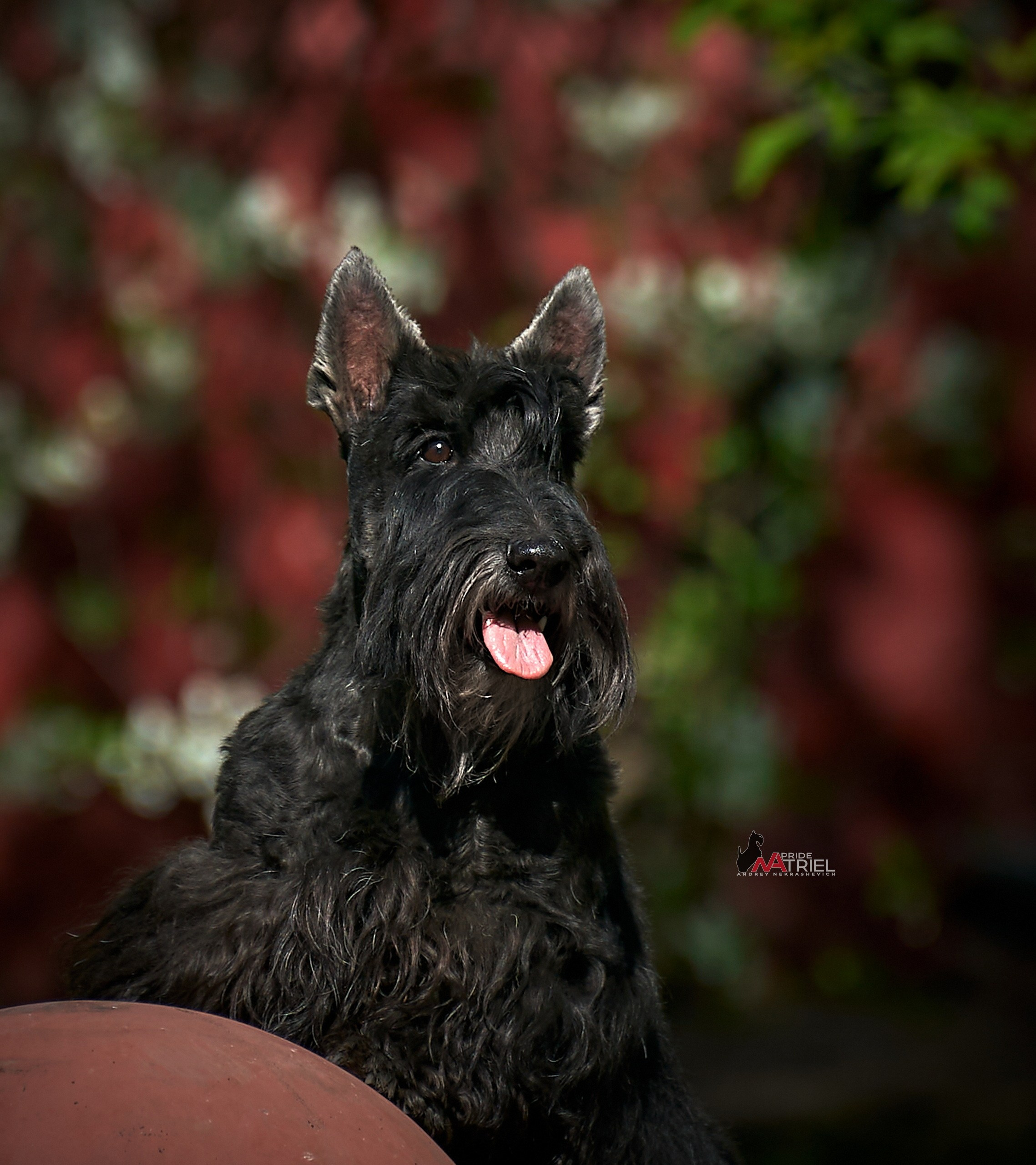 Портреты собак — галерея NATRIEL