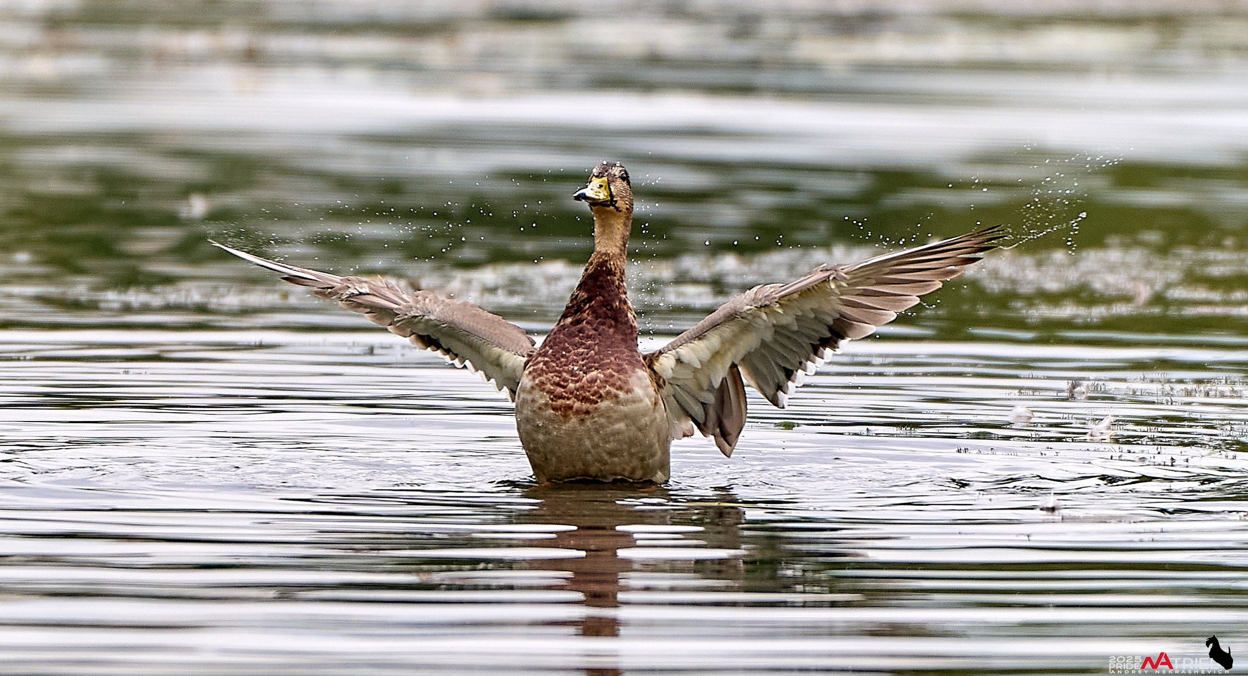 Утки на пруду