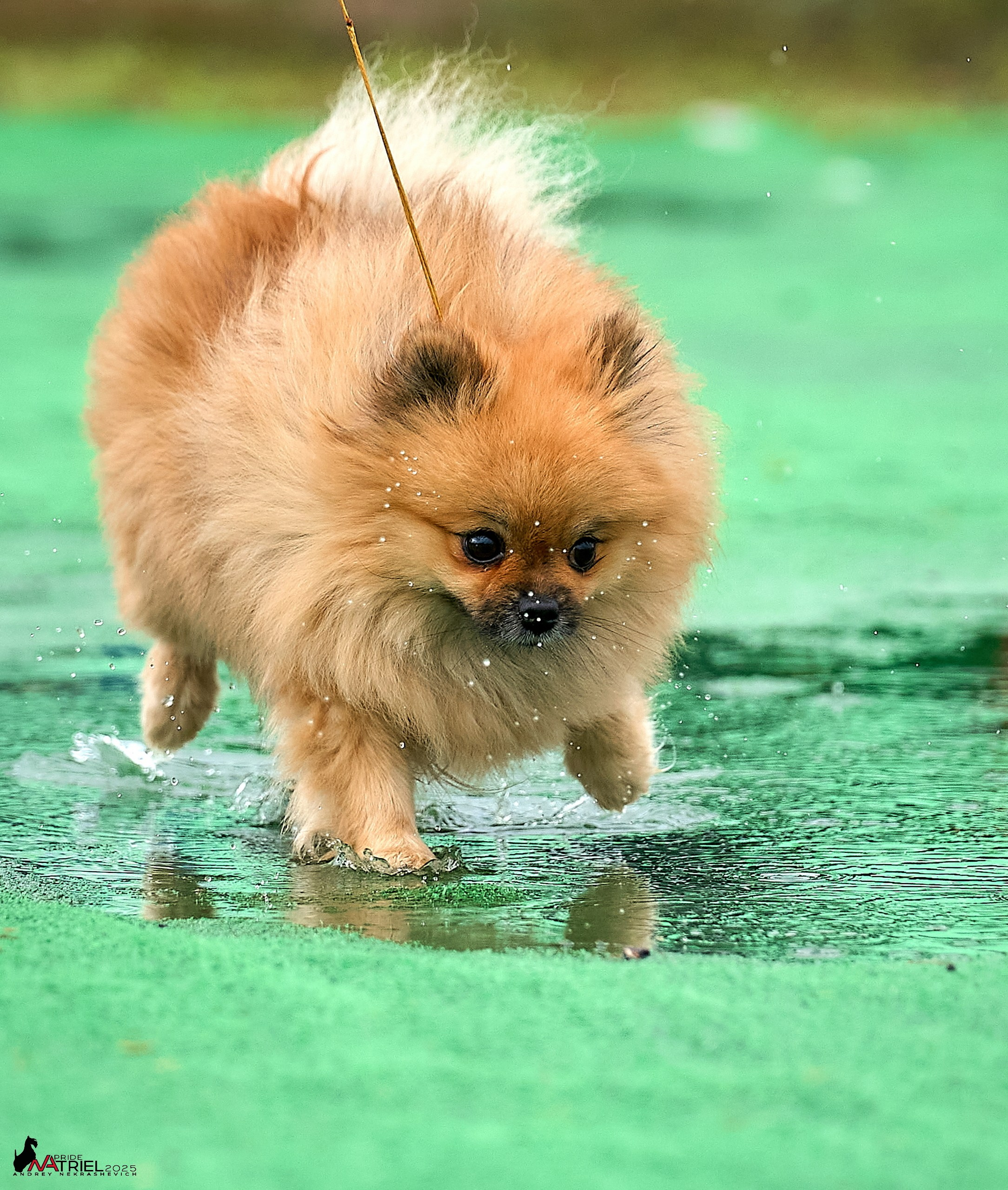 Репортаж с выставки собак