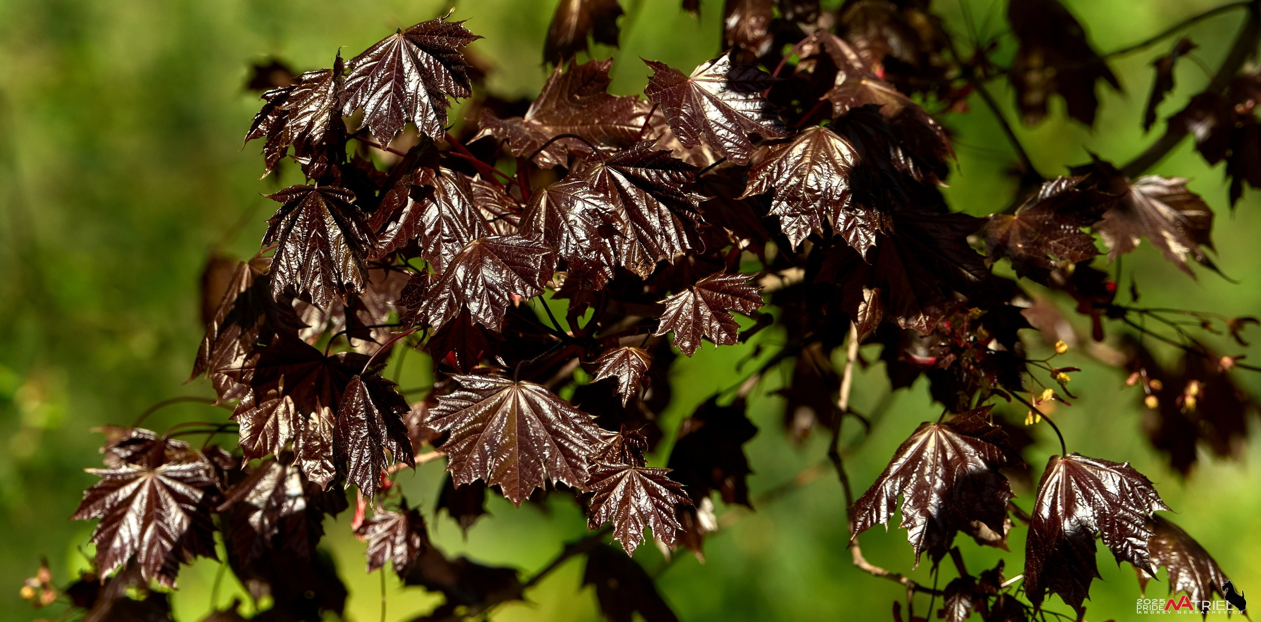Птички и цветочки