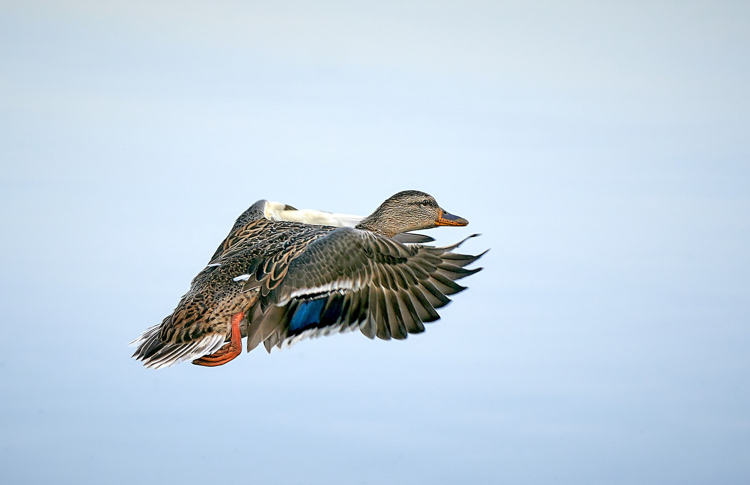 Фото птиц — галерея NATRIEL