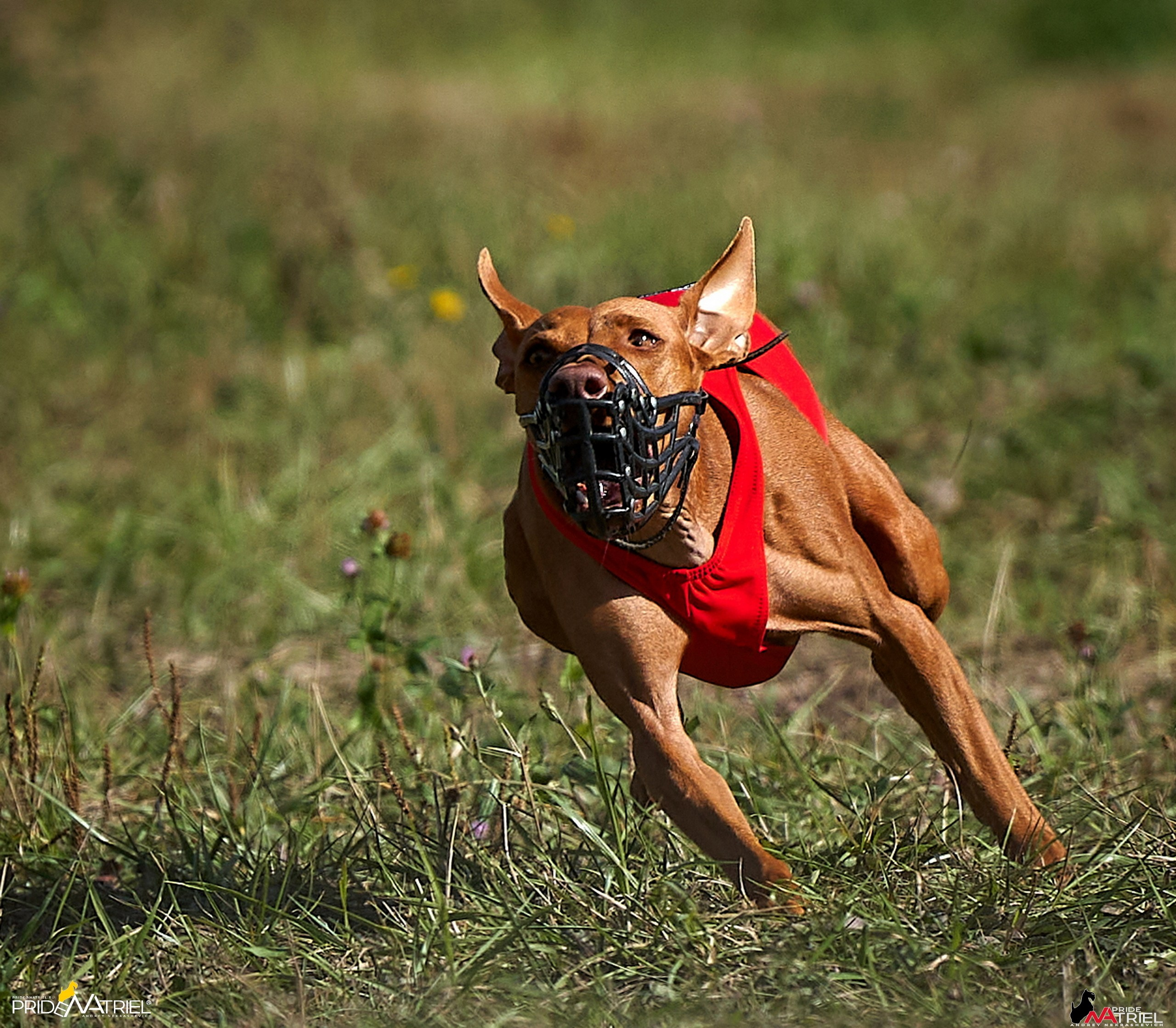 Съемка курсинг — галерея NATRIEL