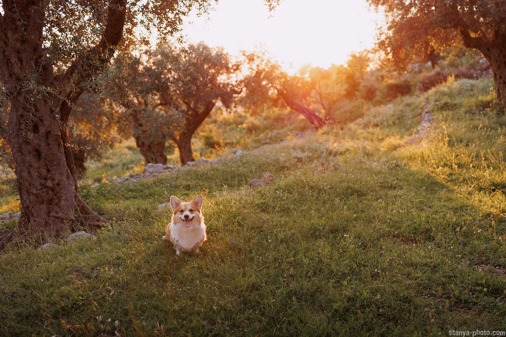 Фотография собак, фотограф-анималист Москва. Фотограф собак, фотограф-анималист Аня Титова (Titanya). Москва