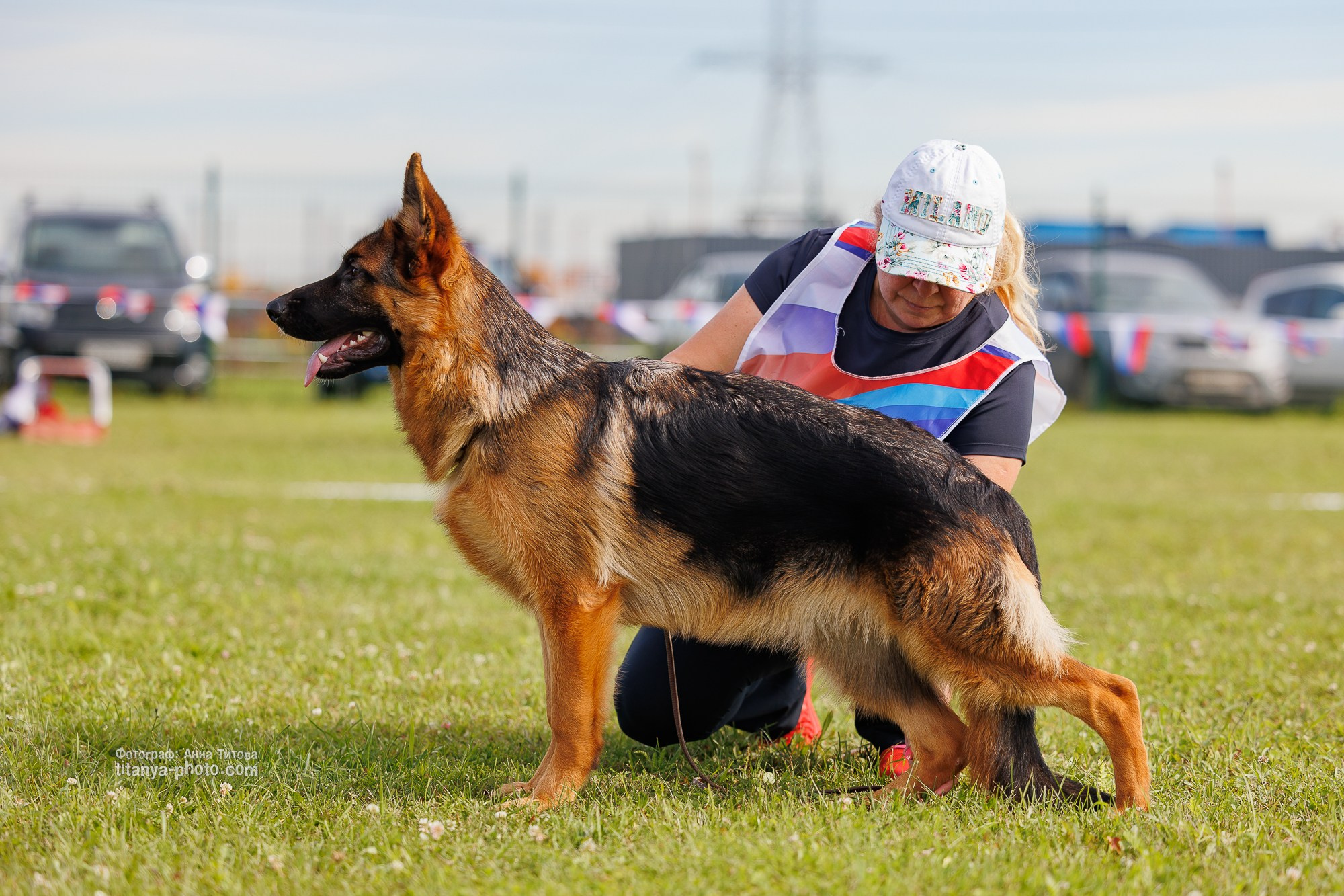 Немецкие овчарки: фото из рингов и вне ринга, мутпроба (фотографии с выставок). Фотограф собак, фотограф-анималист Аня Титова (Titanya). Москва