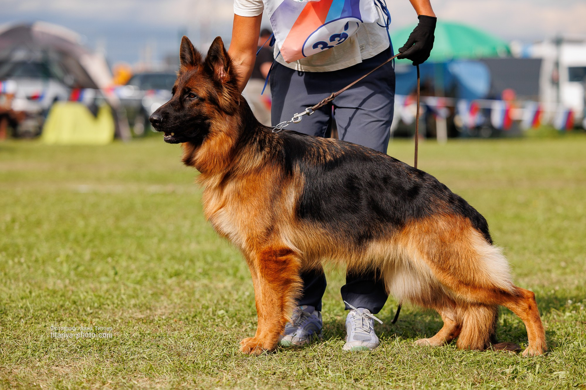 Немецкие овчарки: фото из рингов и вне ринга, мутпроба (фотографии с выставок). Фотограф собак, фотограф-анималист Аня Титова (Titanya). Москва