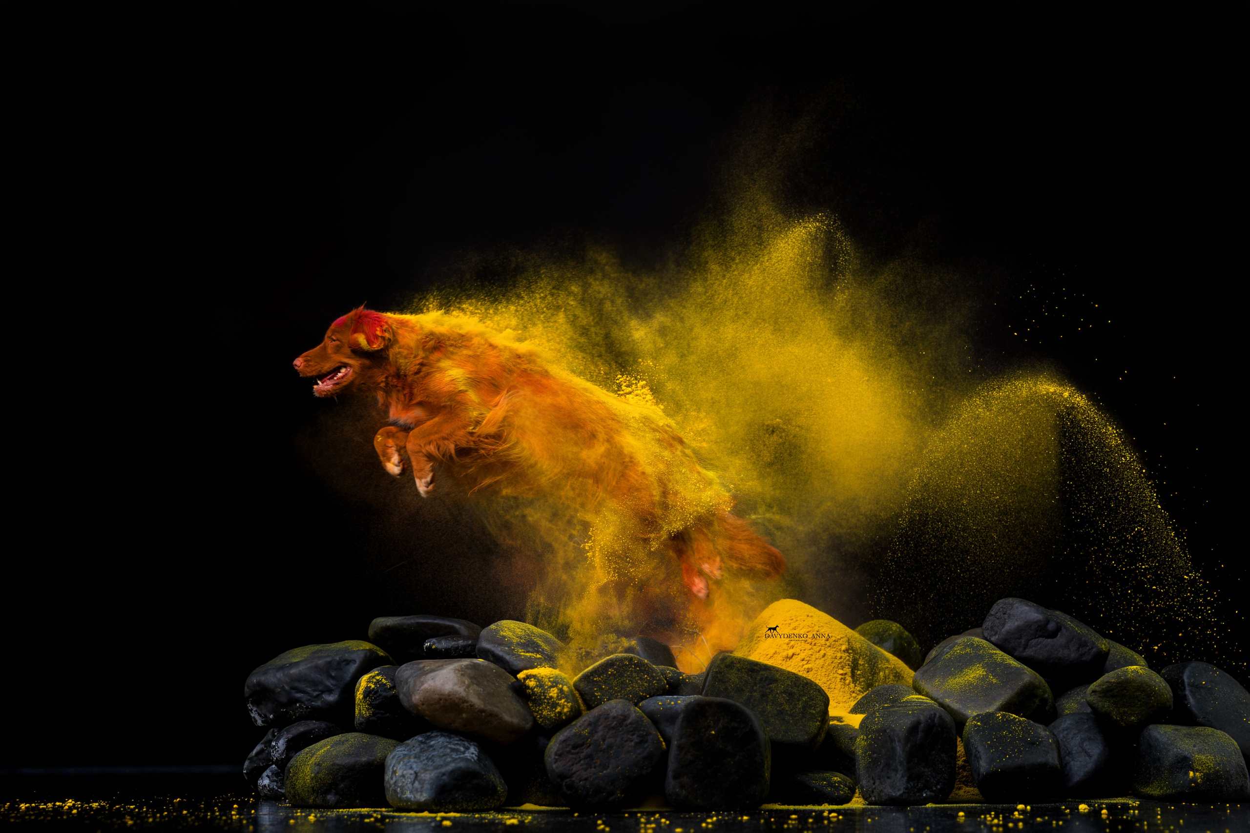 фотосессия собак краснодар выставка собак фотограф анималист сочи Толлер краски холли